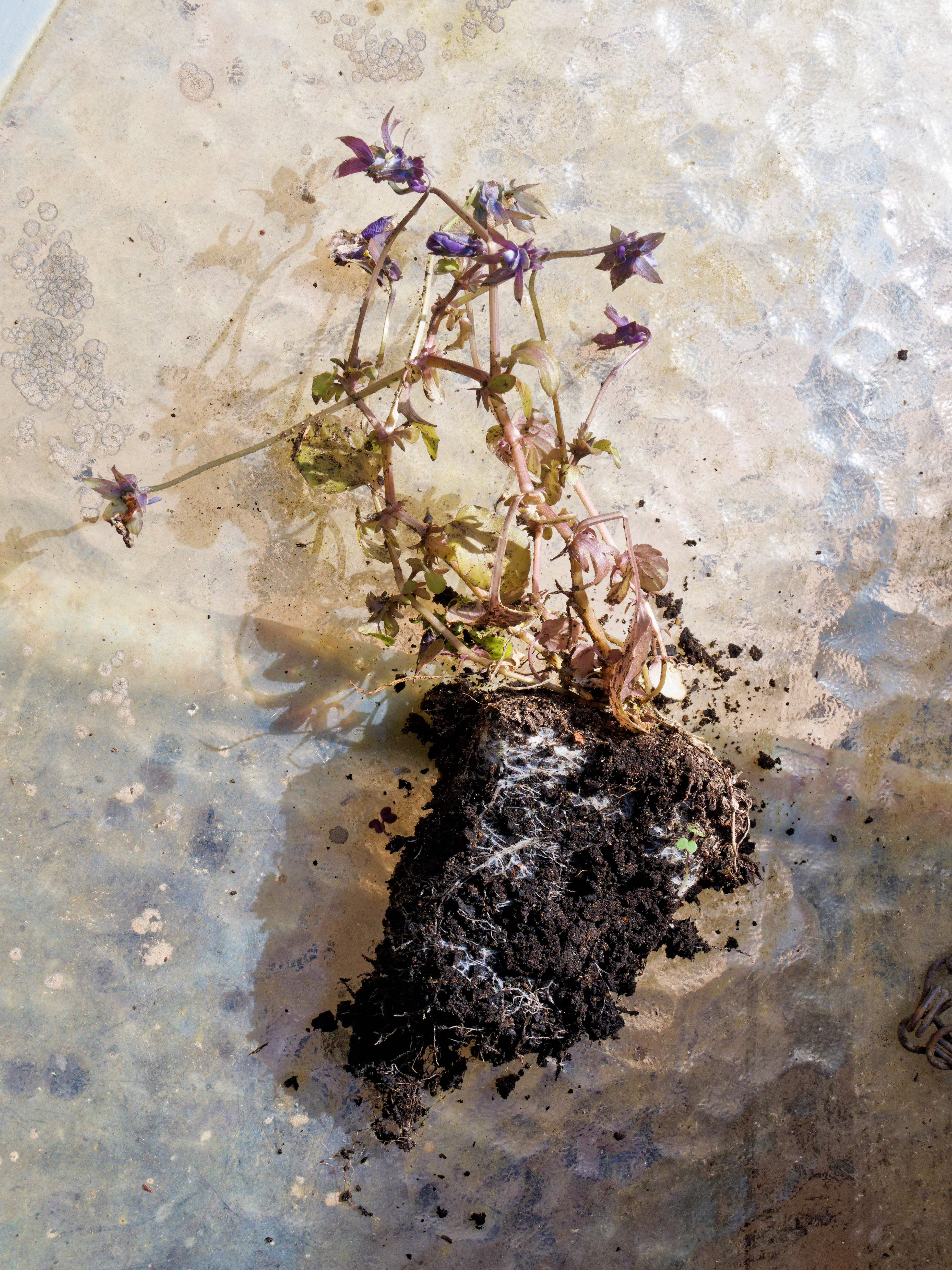 Photo Sick-Viola-3.jpeg.  Click to redisplay small version of image. https://lemis.nyc3.digitaloceanspaces.com/grog/Photos/20251013/big/Sick-Viola-3.jpeg