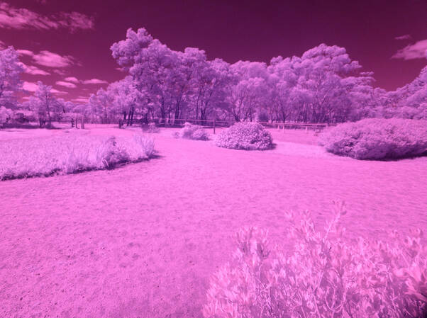 https://lemis.nyc3.digitaloceanspaces.com/grog/Photos/20251013/small/Infrared-experiment-1.jpeg
