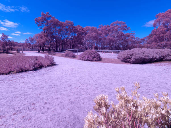 https://lemis.nyc3.digitaloceanspaces.com/grog/Photos/20251013/small/Infrared-experiment-2.jpeg