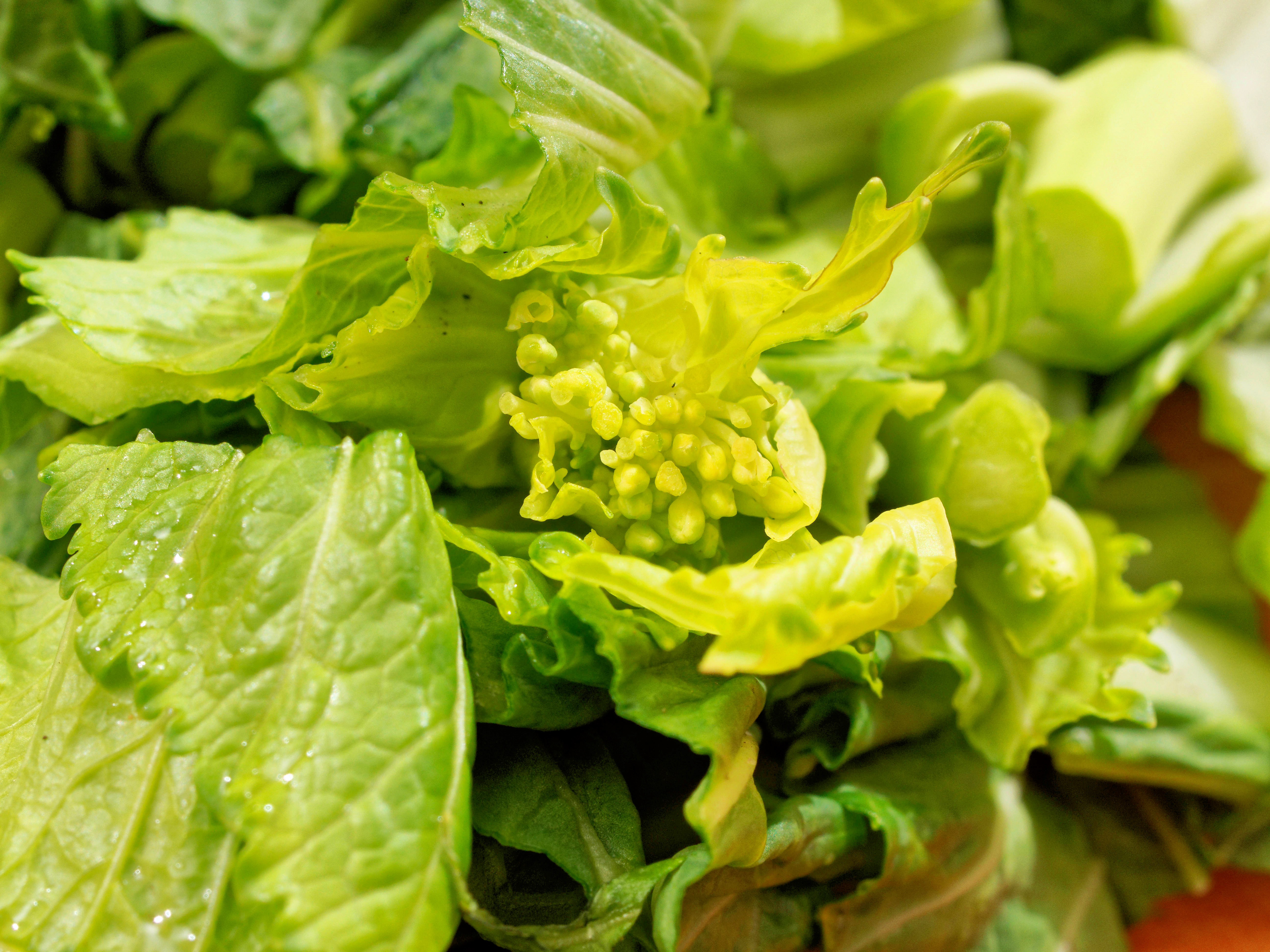 Photo Chinese-brassica-4.jpeg.  Click to redisplay small version of image. https://lemis.nyc3.digitaloceanspaces.com/grog/Photos/20251016/big/Chinese-brassica-4.jpeg