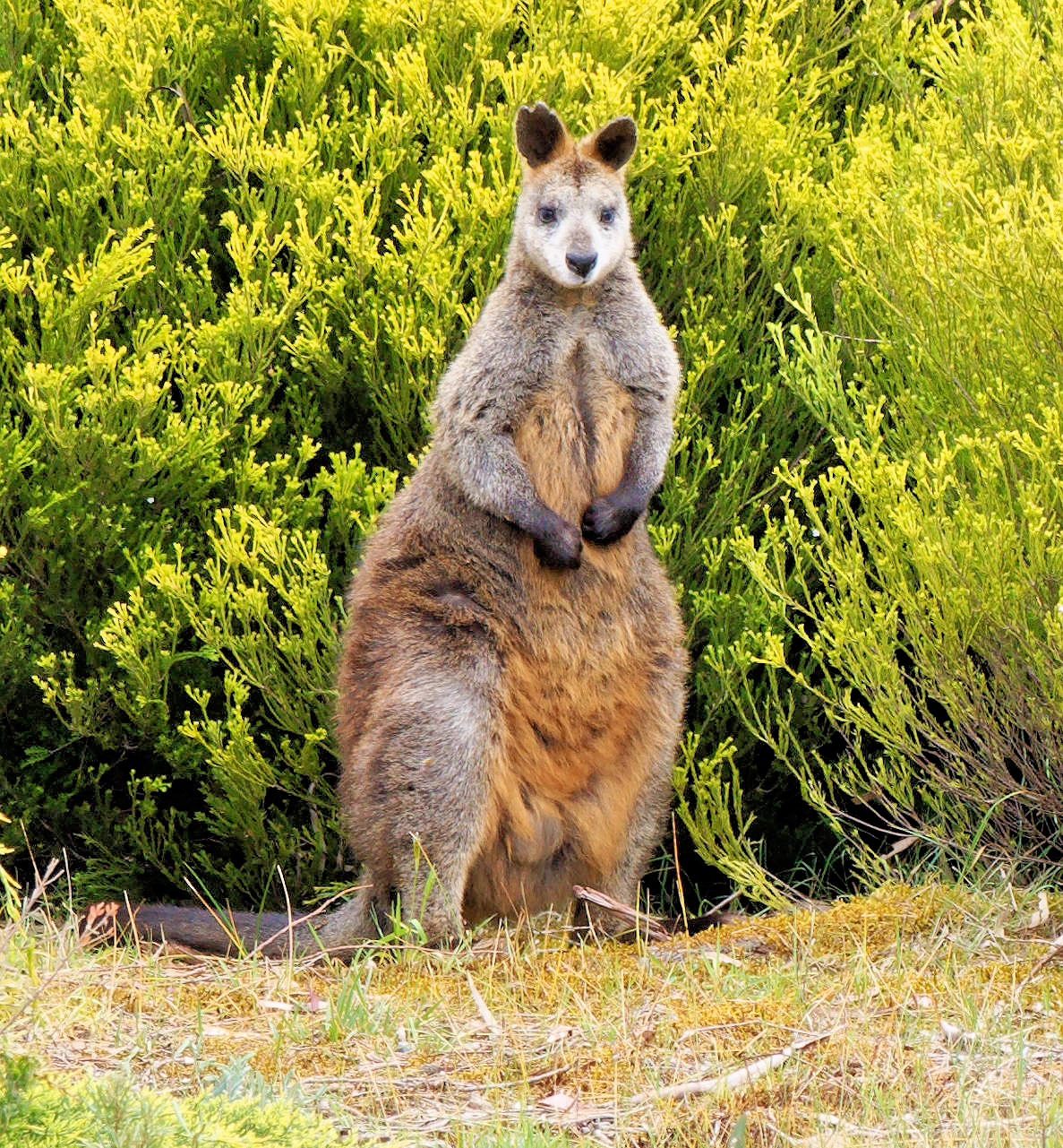 https://lemis.nyc3.digitaloceanspaces.com/grog/Photos/20251017/big/Wallaby-2.jpeg