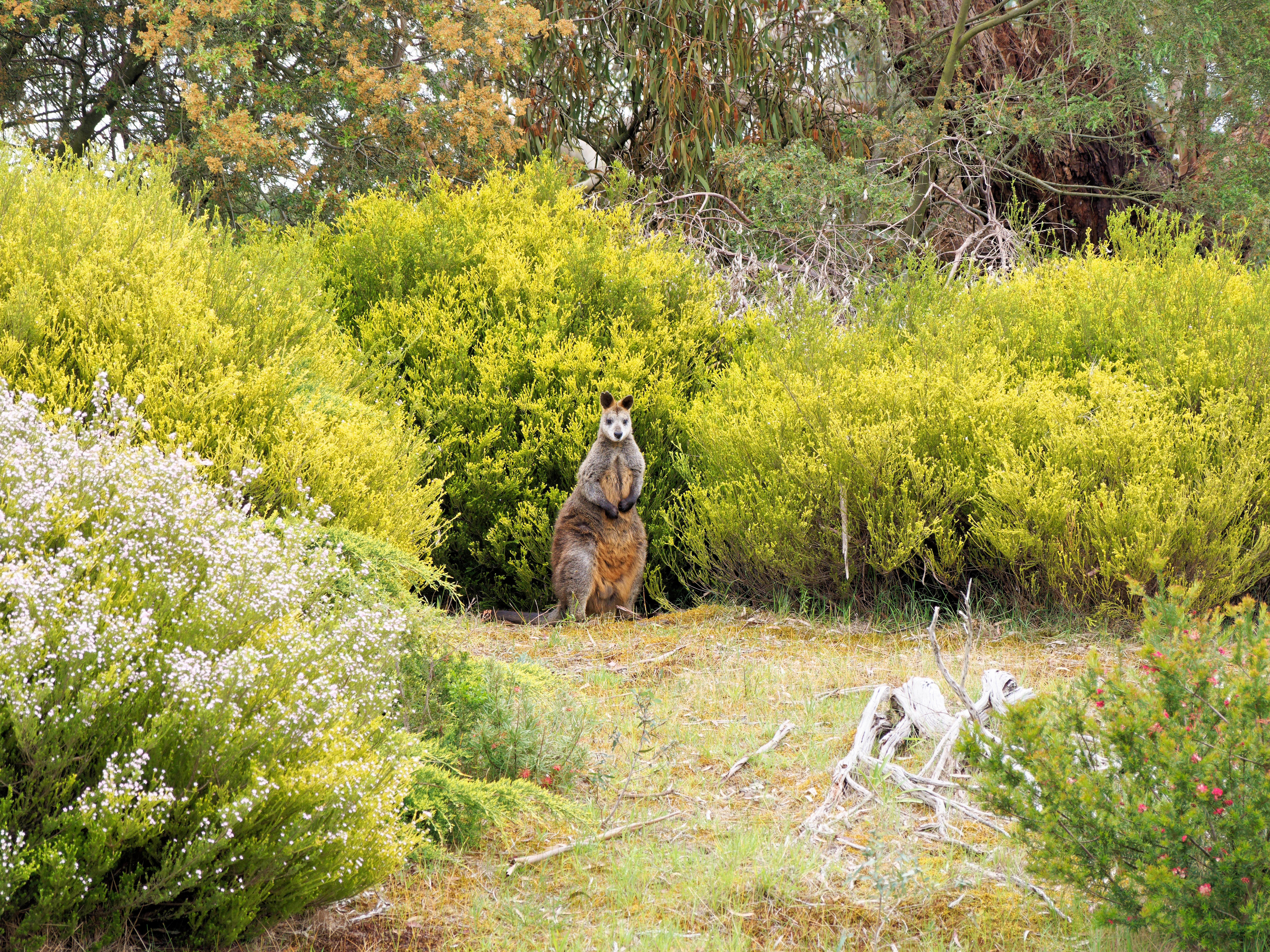 https://lemis.nyc3.digitaloceanspaces.com/grog/Photos/20251017/big/Wallaby-3.jpeg