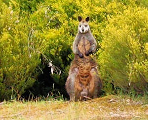 https://lemis.nyc3.digitaloceanspaces.com/grog/Photos/20251017/big/Wallaby-4.jpeg