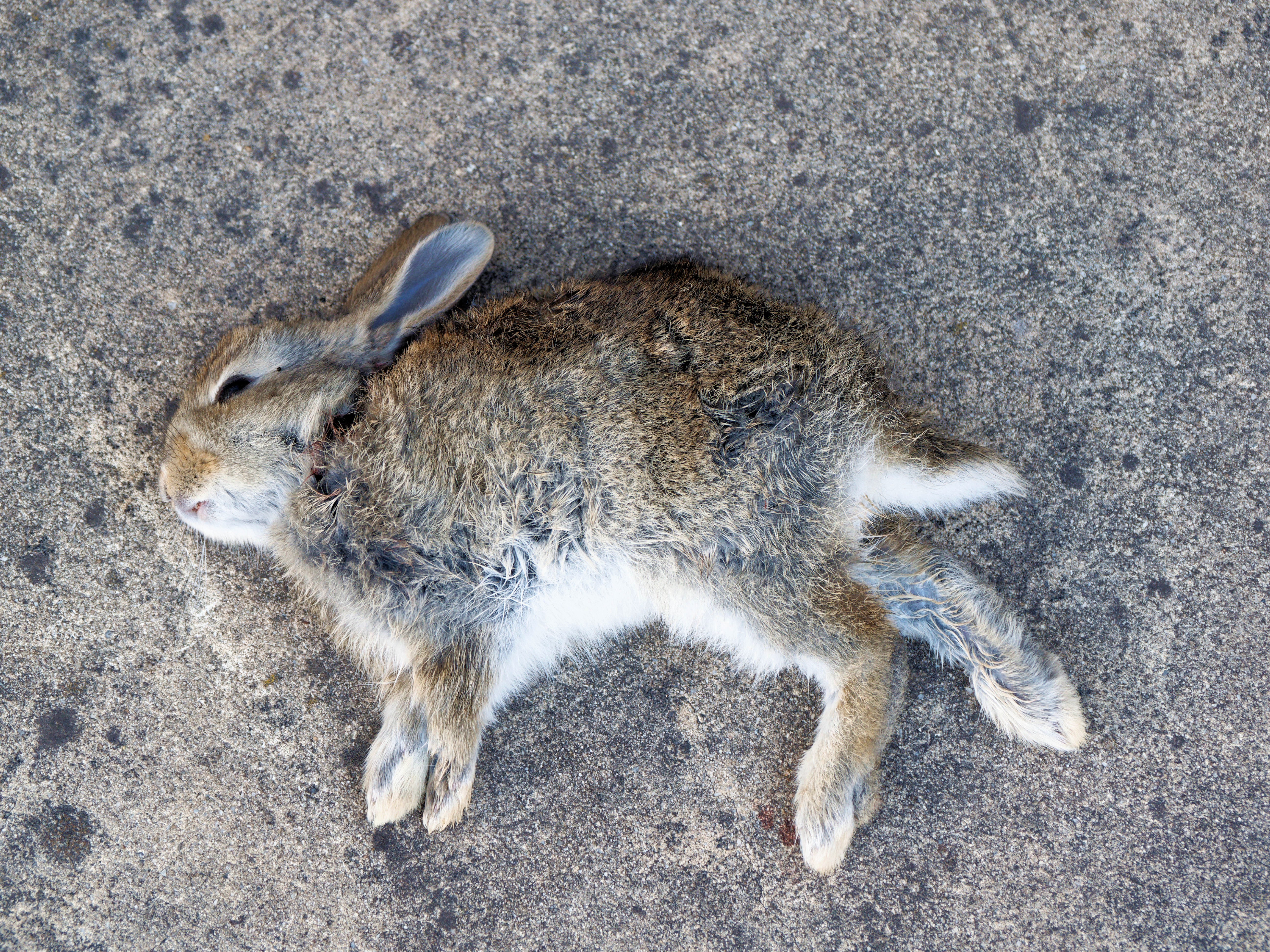 https://lemis.nyc3.digitaloceanspaces.com/grog/Photos/20251019/big/Dead-rabbit-2.jpeg