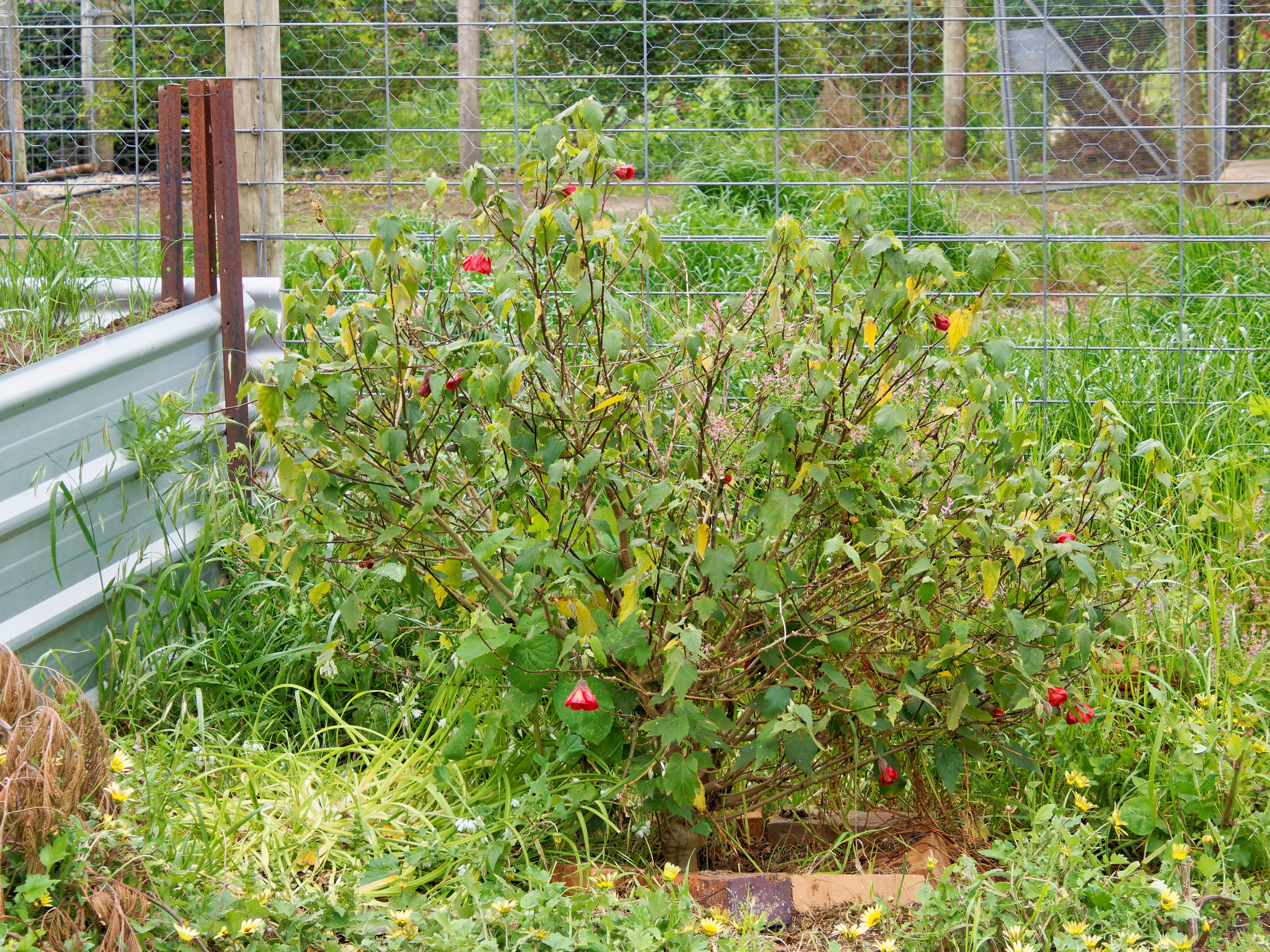 Photo Abutilon-1.jpeg.  Click to redisplay small version of image. https://lemis.nyc3.digitaloceanspaces.com/grog/Photos/20251023/big/Abutilon-1.jpeg