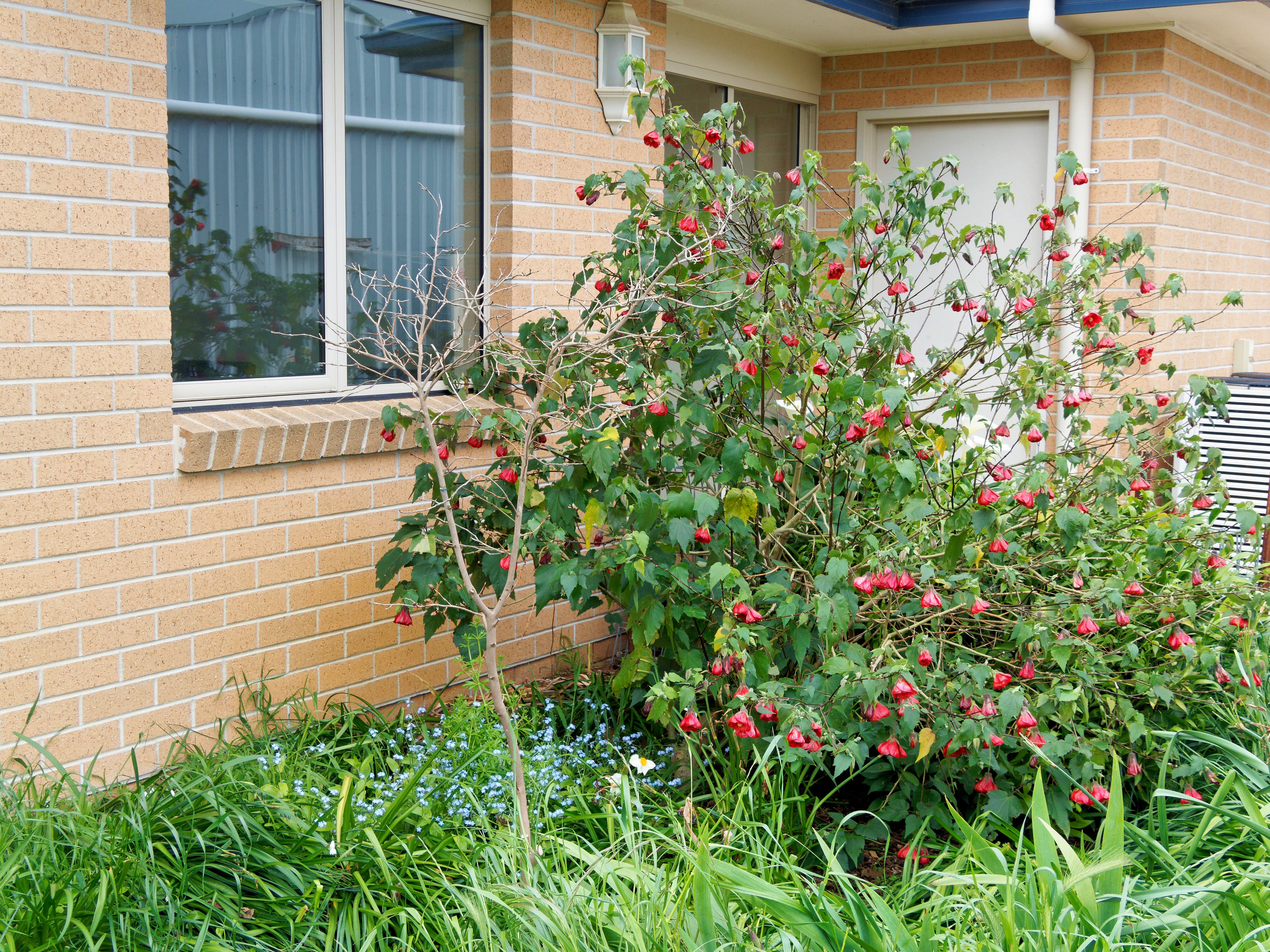 Photo Abutilon-2.jpeg.  Click to redisplay small version of image. https://lemis.nyc3.digitaloceanspaces.com/grog/Photos/20251023/big/Abutilon-2.jpeg