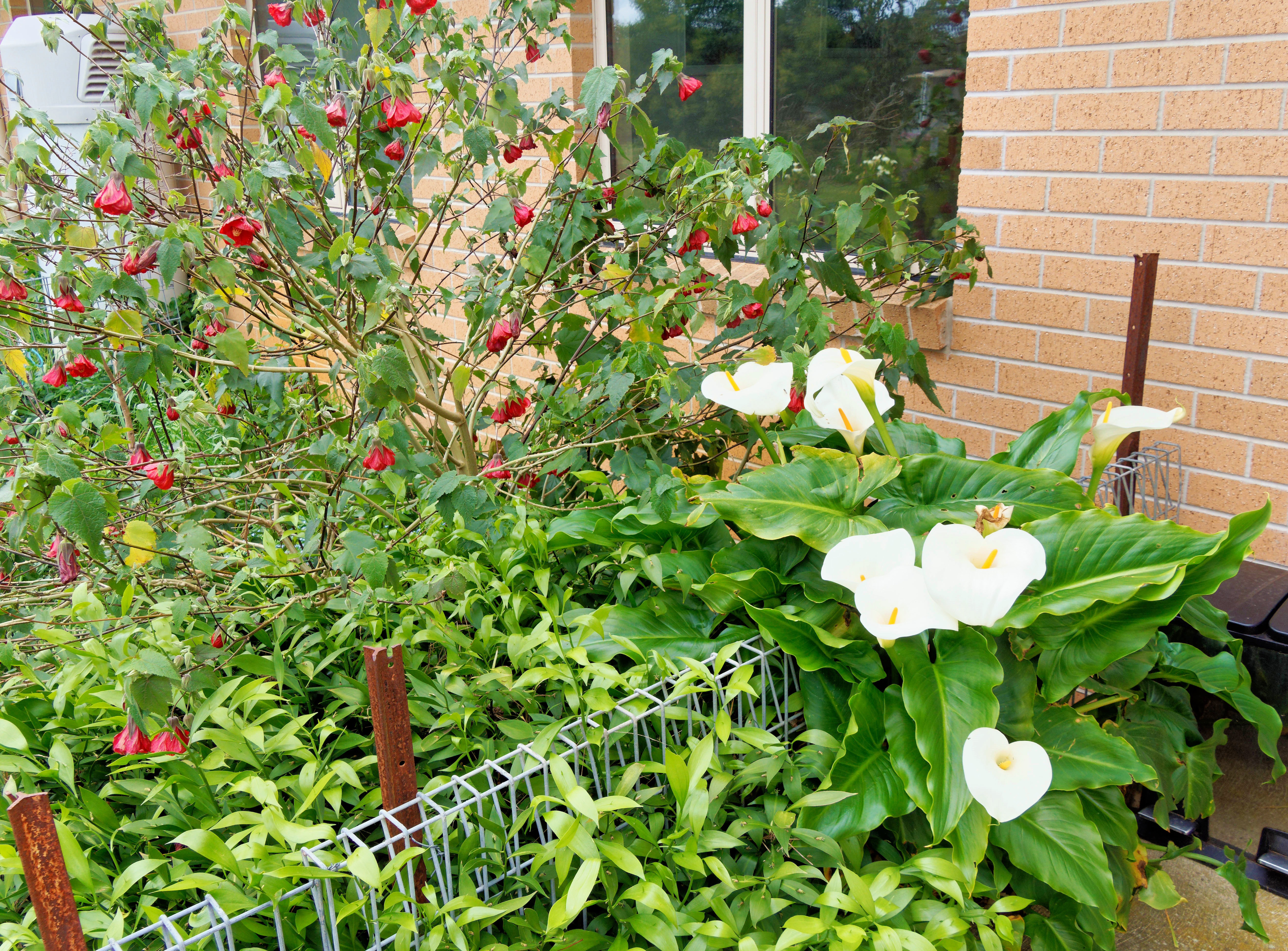 Photo Abutilon-3.jpeg.  Click to redisplay small version of image. https://lemis.nyc3.digitaloceanspaces.com/grog/Photos/20251023/big/Abutilon-3.jpeg
