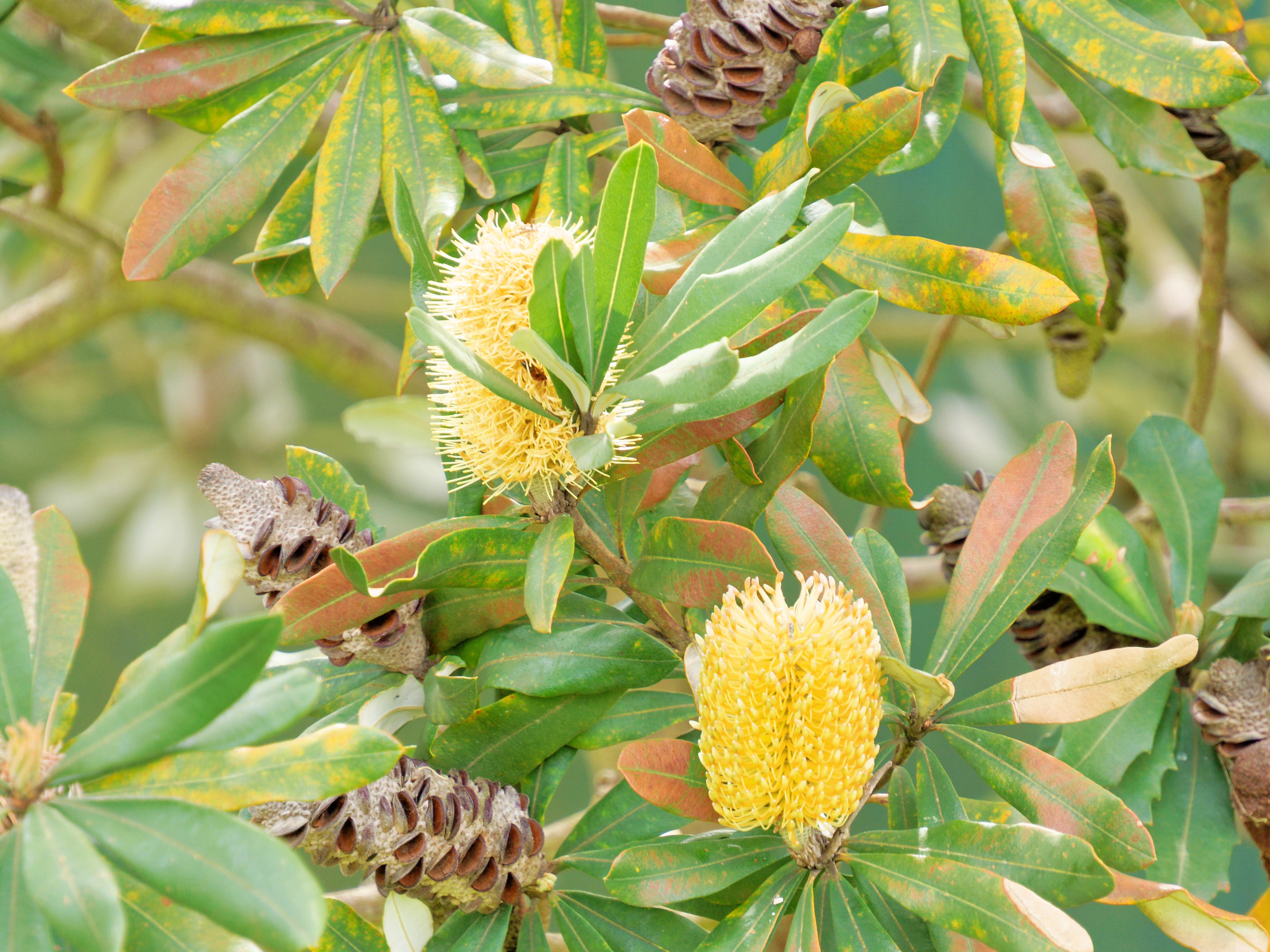 Photo Banksia-2.jpeg.  Click to redisplay small version of image. https://lemis.nyc3.digitaloceanspaces.com/grog/Photos/20251023/big/Banksia-2.jpeg