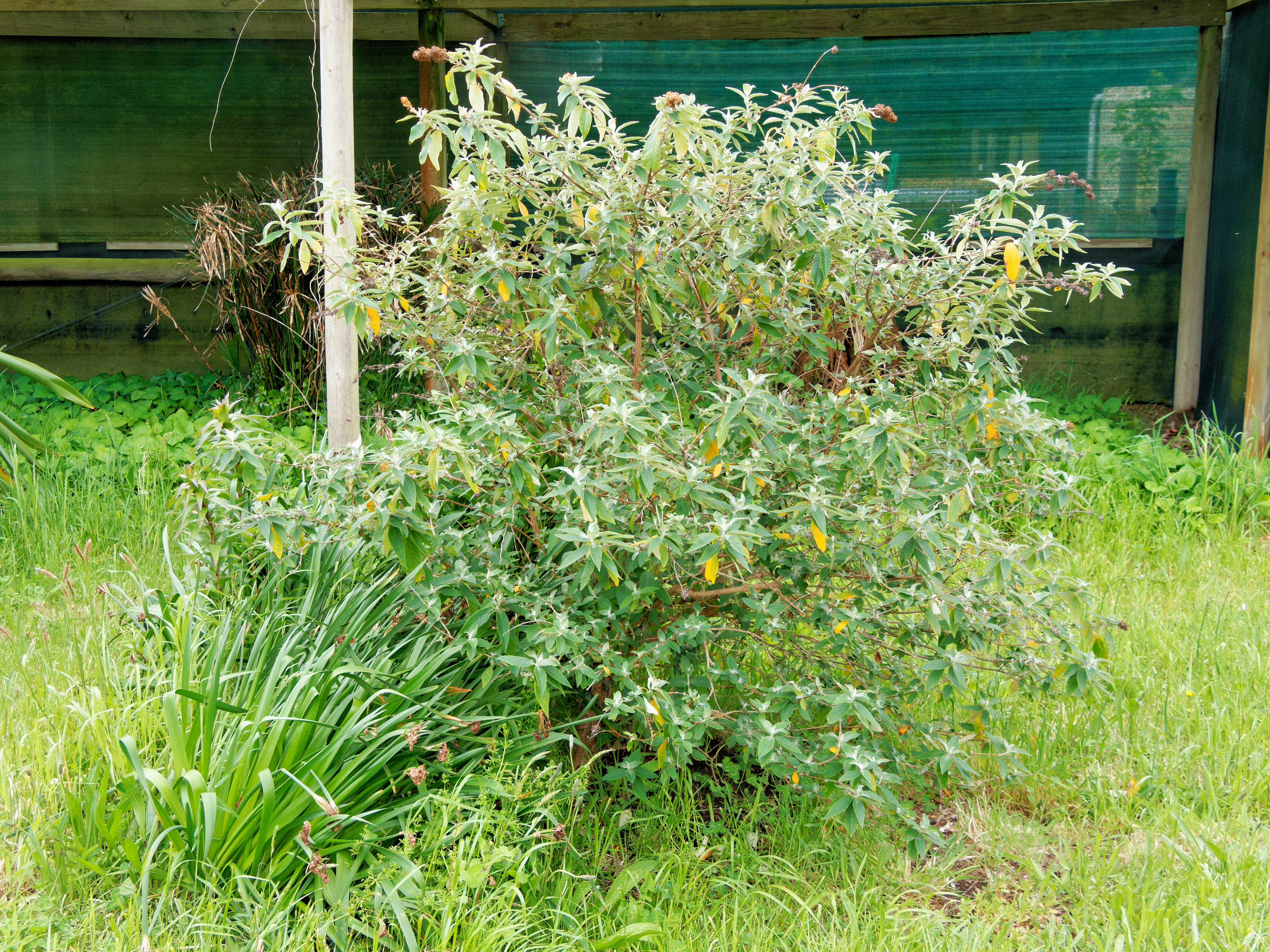 Photo Buddleja-1.jpeg.  Click to redisplay small version of image. https://lemis.nyc3.digitaloceanspaces.com/grog/Photos/20251023/big/Buddleja-1.jpeg