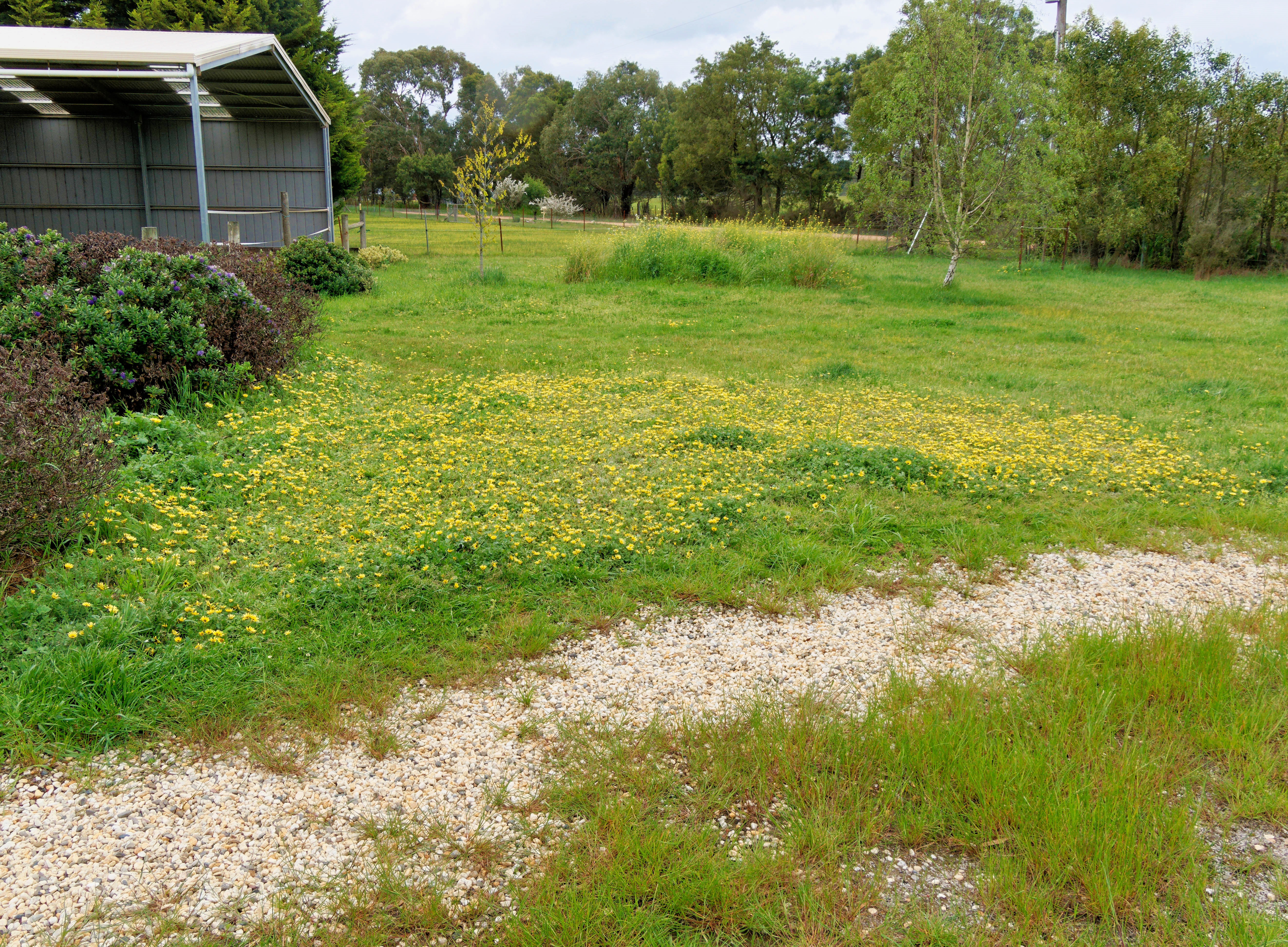 Photo Capeweed.jpeg.  Click to redisplay small version of image. https://lemis.nyc3.digitaloceanspaces.com/grog/Photos/20251023/big/Capeweed.jpeg