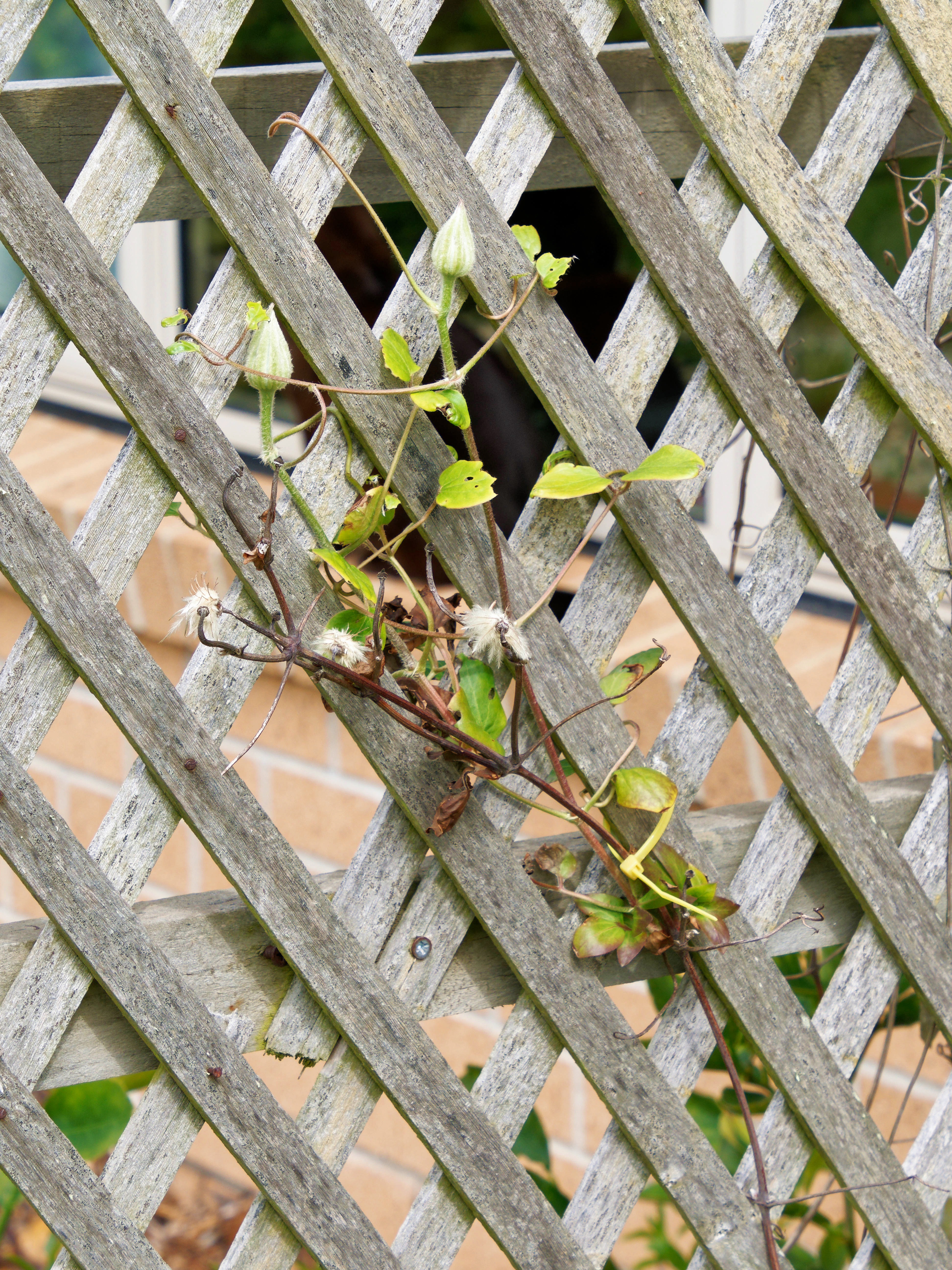 Photo Clematis.jpeg.  Click to redisplay small version of image. https://lemis.nyc3.digitaloceanspaces.com/grog/Photos/20251023/big/Clematis.jpeg