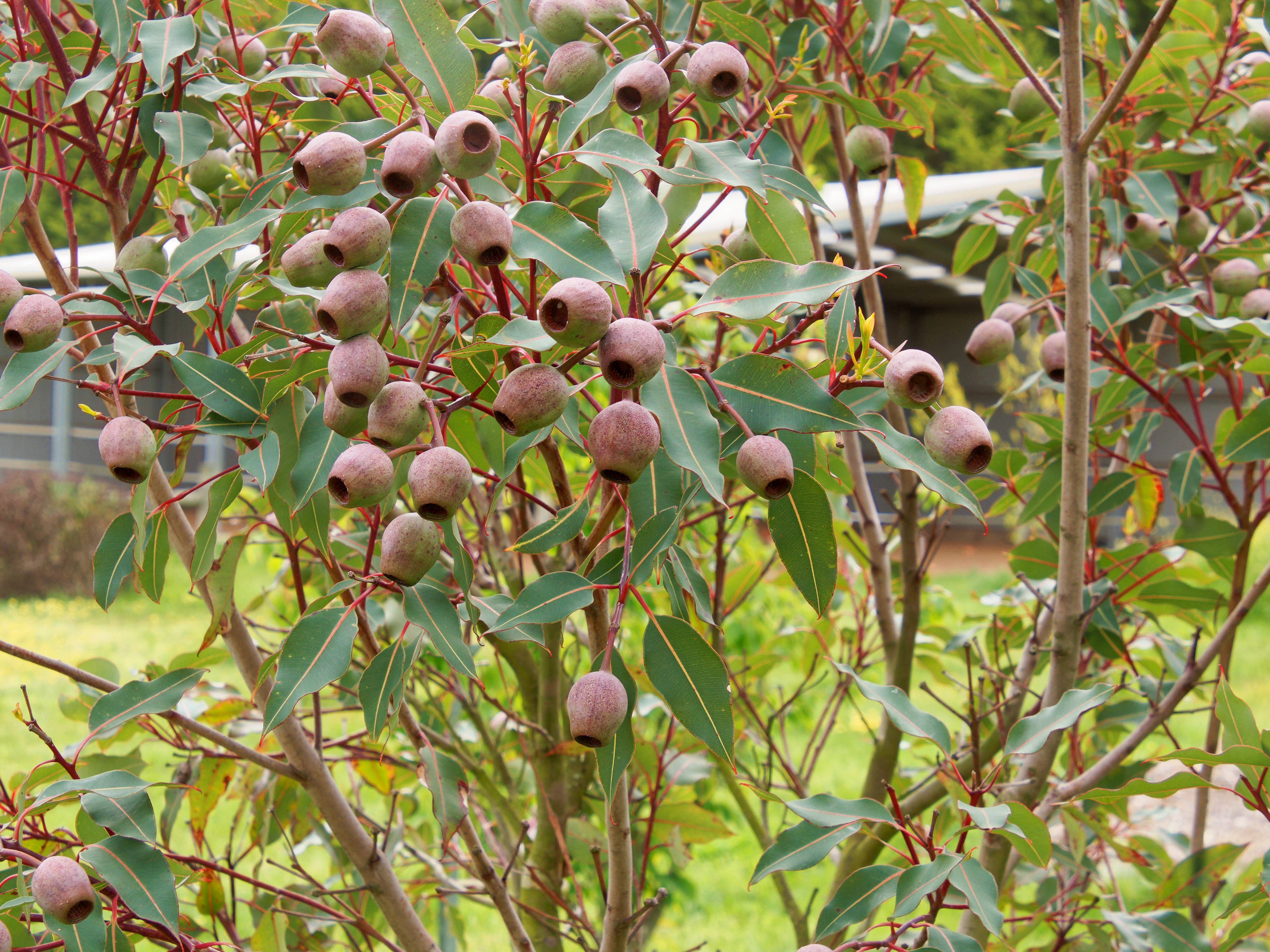 Photo Corymbia-ficifolia-1.jpeg.  Click to redisplay small version of image. https://lemis.nyc3.digitaloceanspaces.com/grog/Photos/20251023/big/Corymbia-ficifolia-1.jpeg