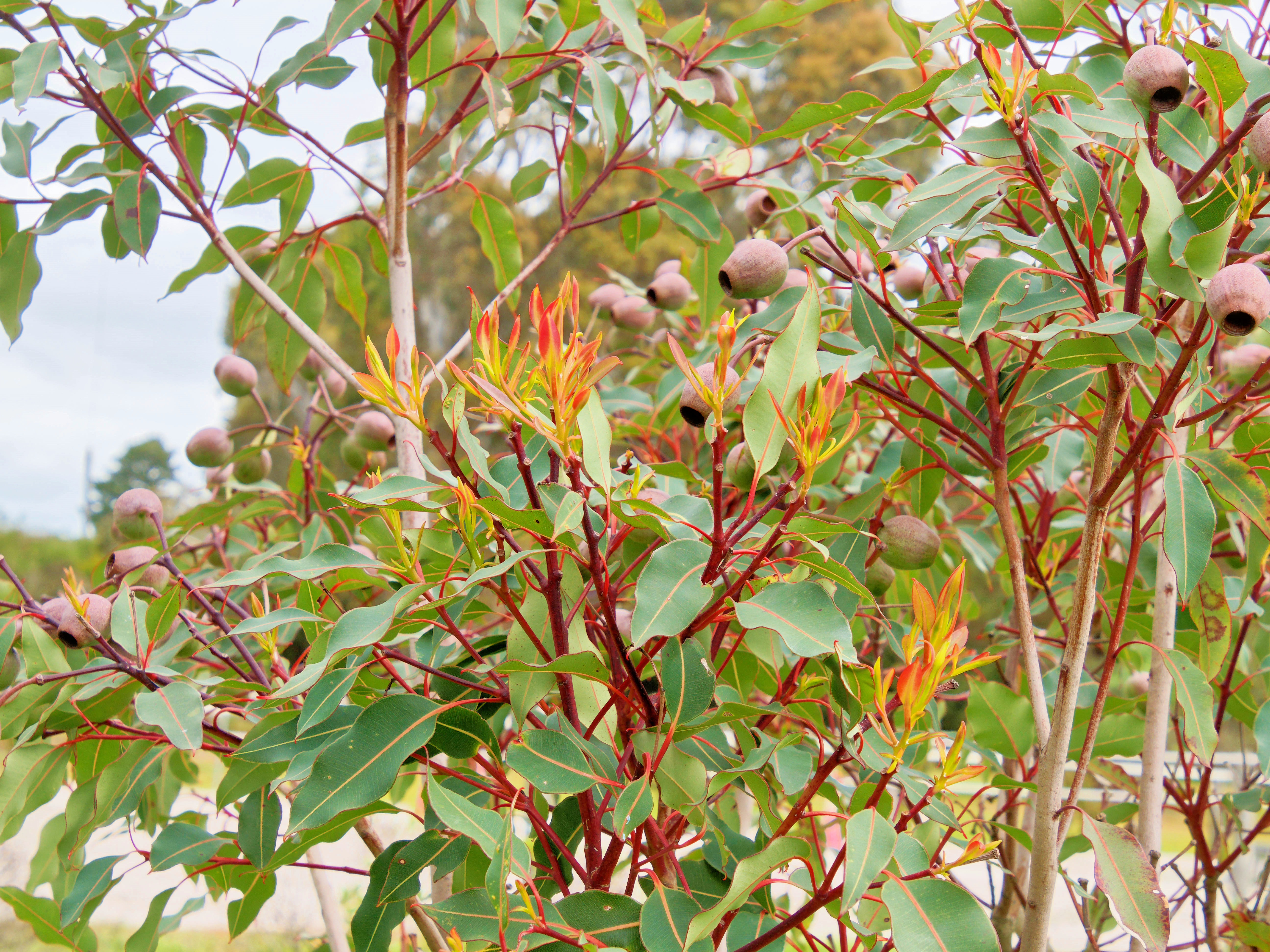 Photo Corymbia-ficifolia-2.jpeg.  Click to redisplay small version of image. https://lemis.nyc3.digitaloceanspaces.com/grog/Photos/20251023/big/Corymbia-ficifolia-2.jpeg