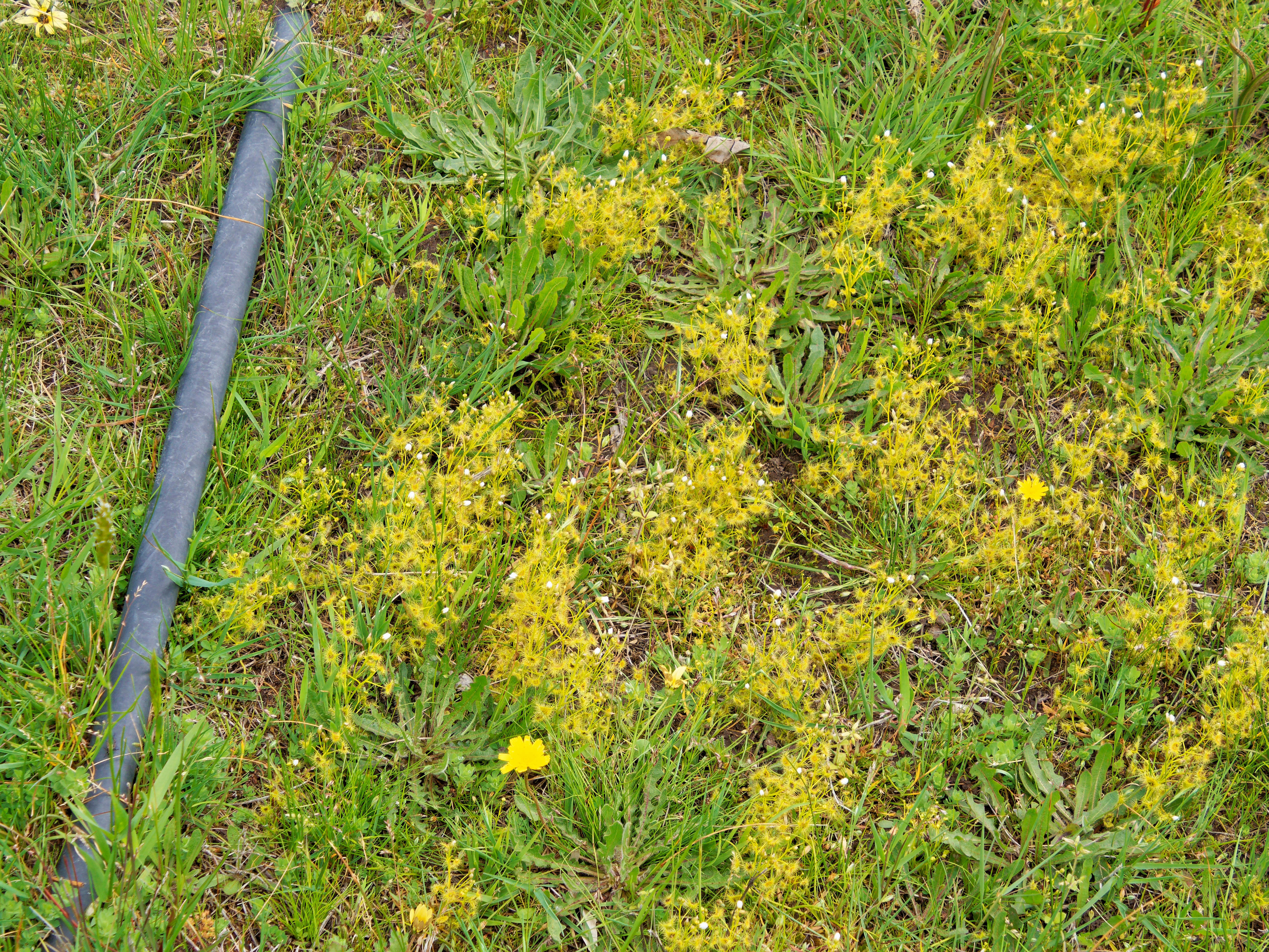 Photo Drosera.jpeg.  Click to redisplay small version of image. https://lemis.nyc3.digitaloceanspaces.com/grog/Photos/20251023/big/Drosera.jpeg