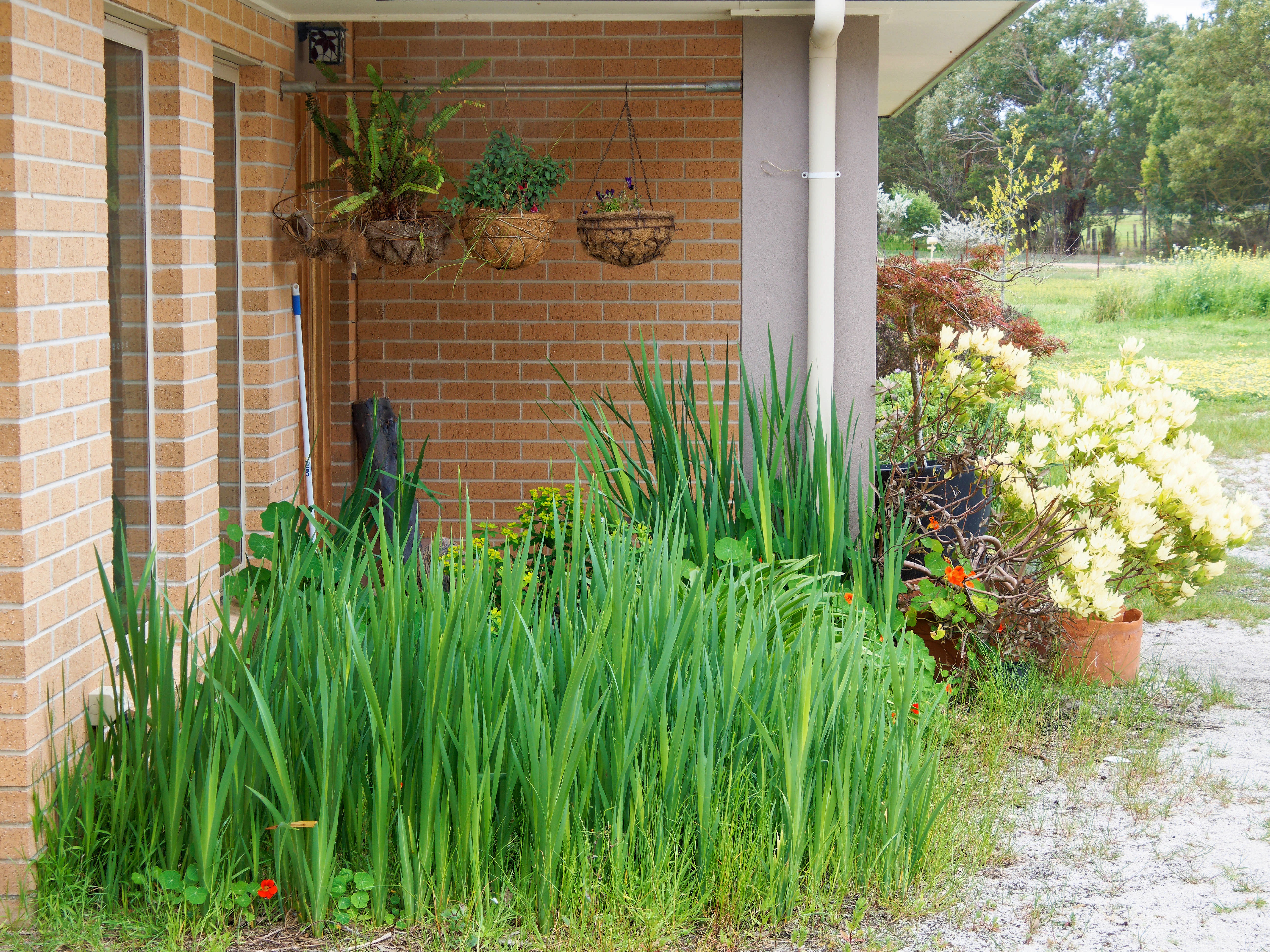Photo Front-garden.jpeg.  Click to redisplay small version of image. https://lemis.nyc3.digitaloceanspaces.com/grog/Photos/20251023/big/Front-garden.jpeg