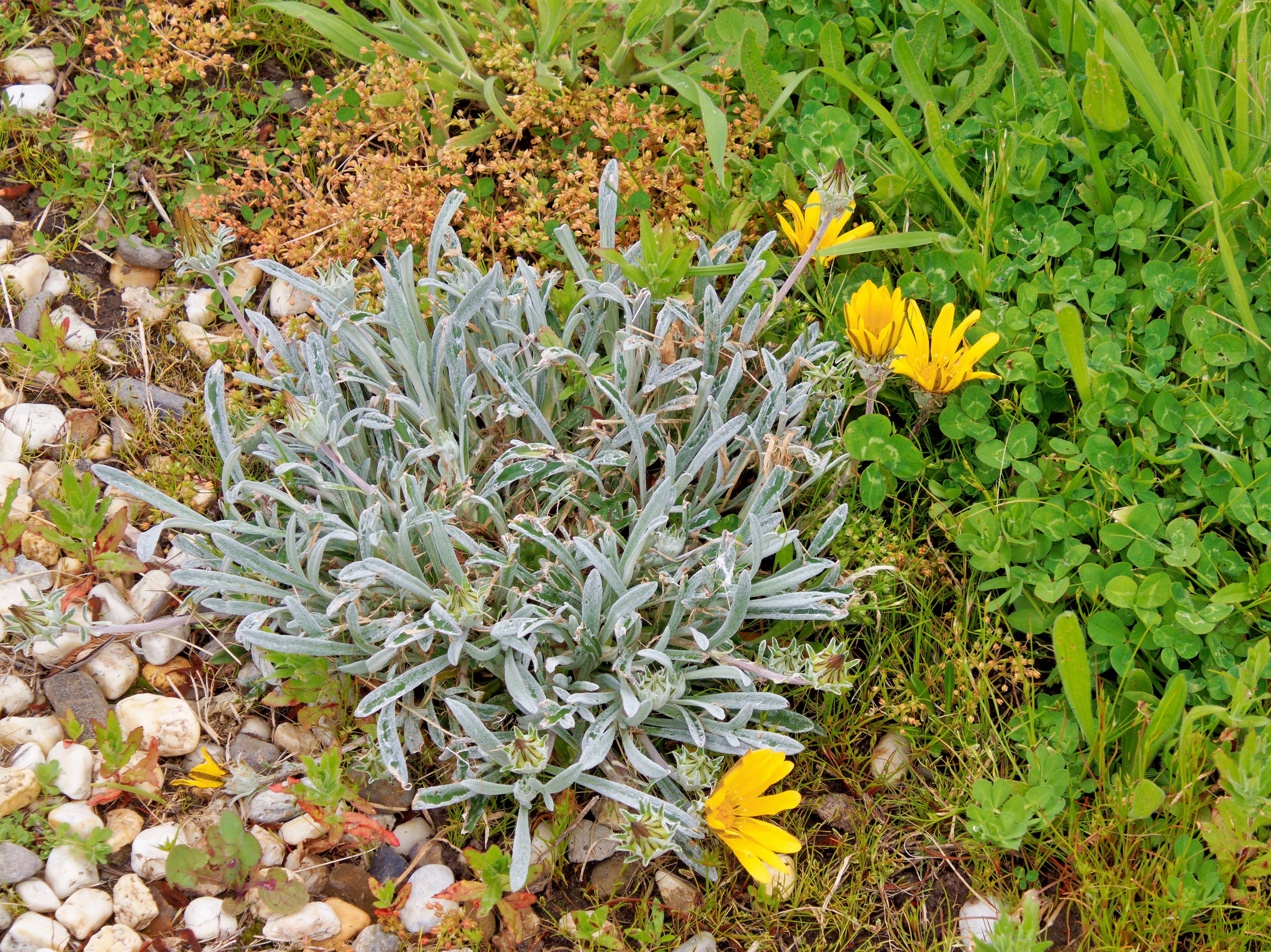 Photo Gazania-1.jpeg.  Click to redisplay small version of image. https://lemis.nyc3.digitaloceanspaces.com/grog/Photos/20251023/big/Gazania-1.jpeg