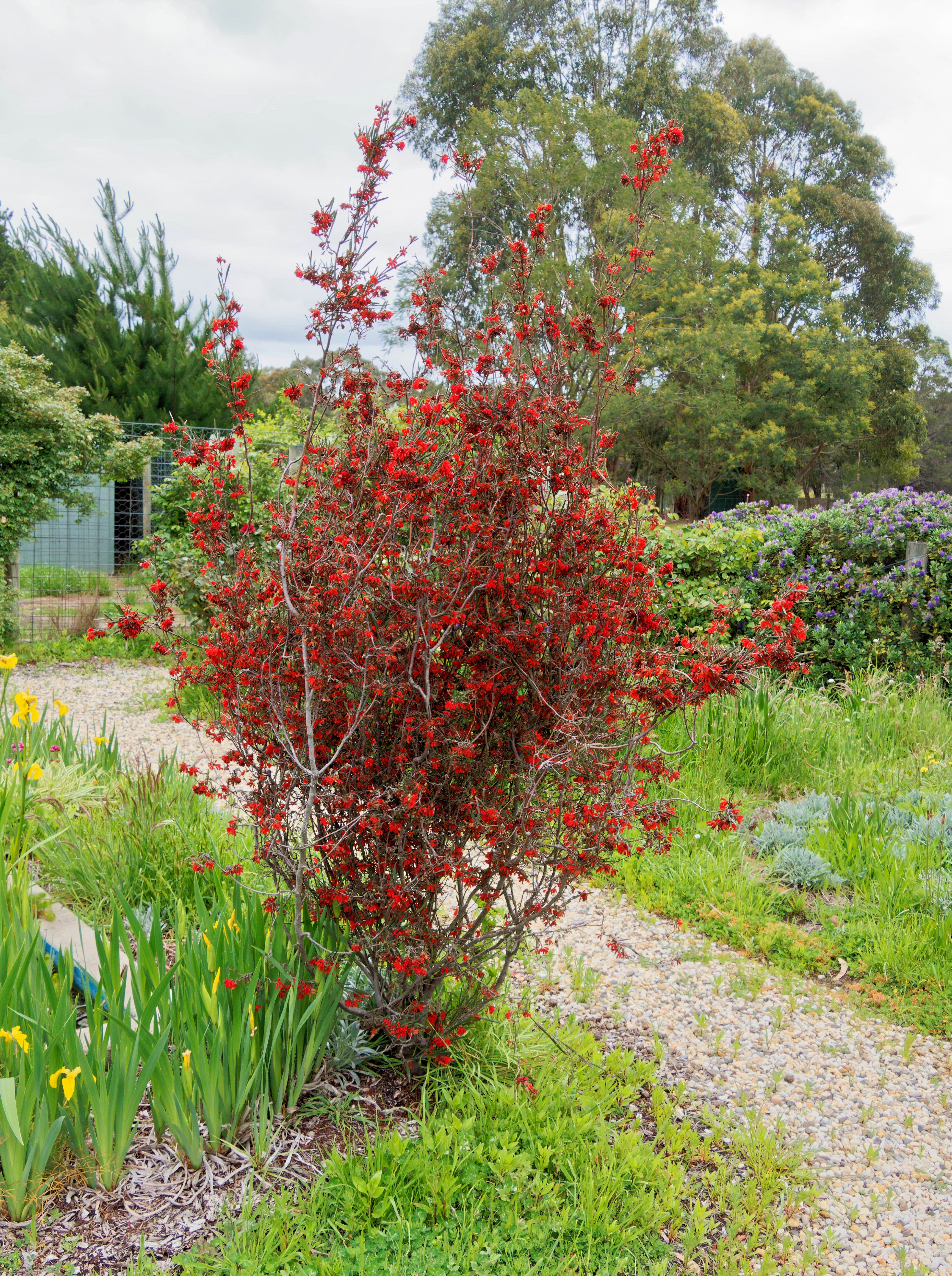 Photo Grevillea-1.jpeg.  Click to redisplay small version of image. https://lemis.nyc3.digitaloceanspaces.com/grog/Photos/20251023/big/Grevillea-1.jpeg