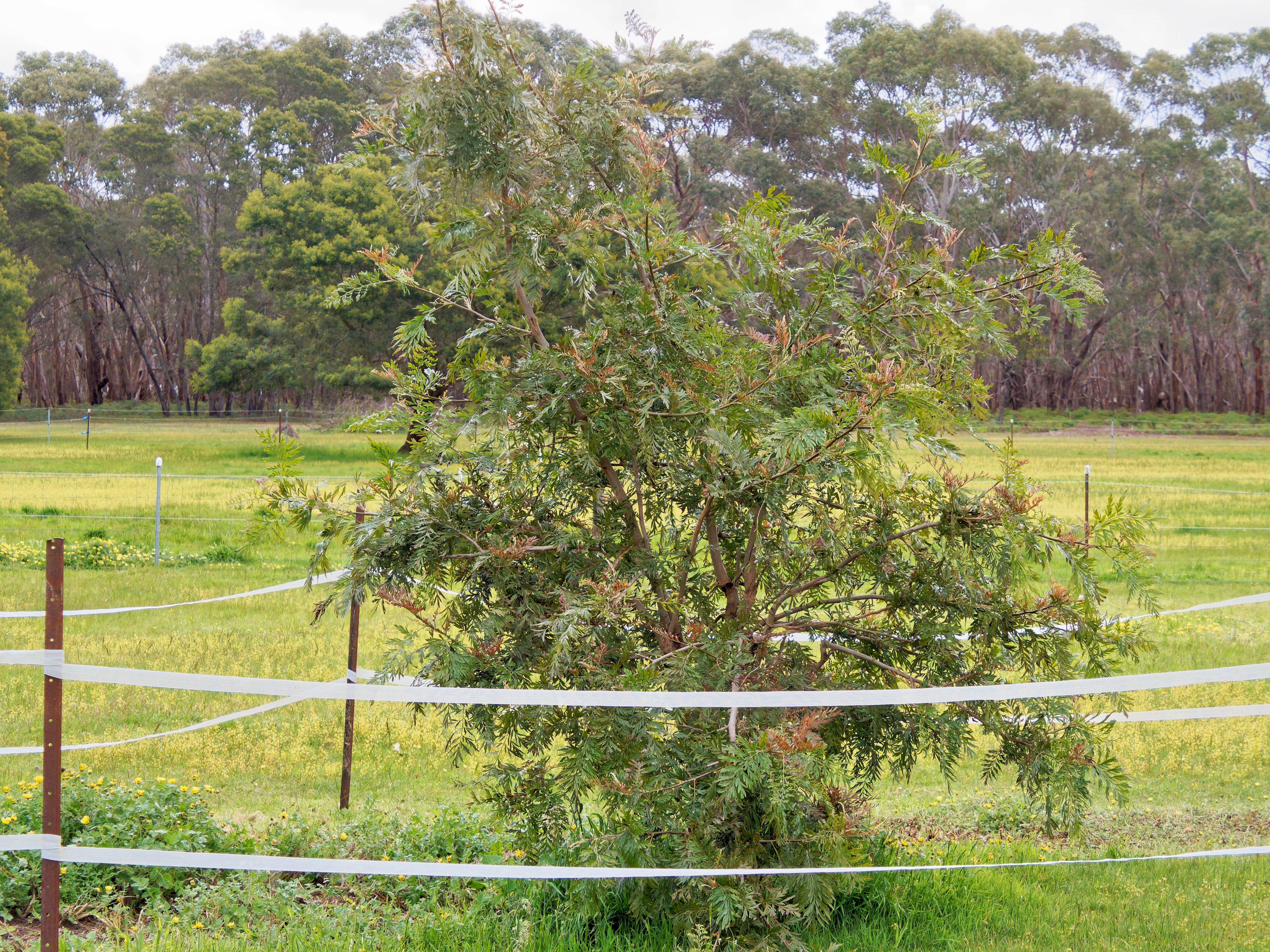 Photo Grevillea-robusta.jpeg.  Click to redisplay small version of image. https://lemis.nyc3.digitaloceanspaces.com/grog/Photos/20251023/big/Grevillea-robusta.jpeg