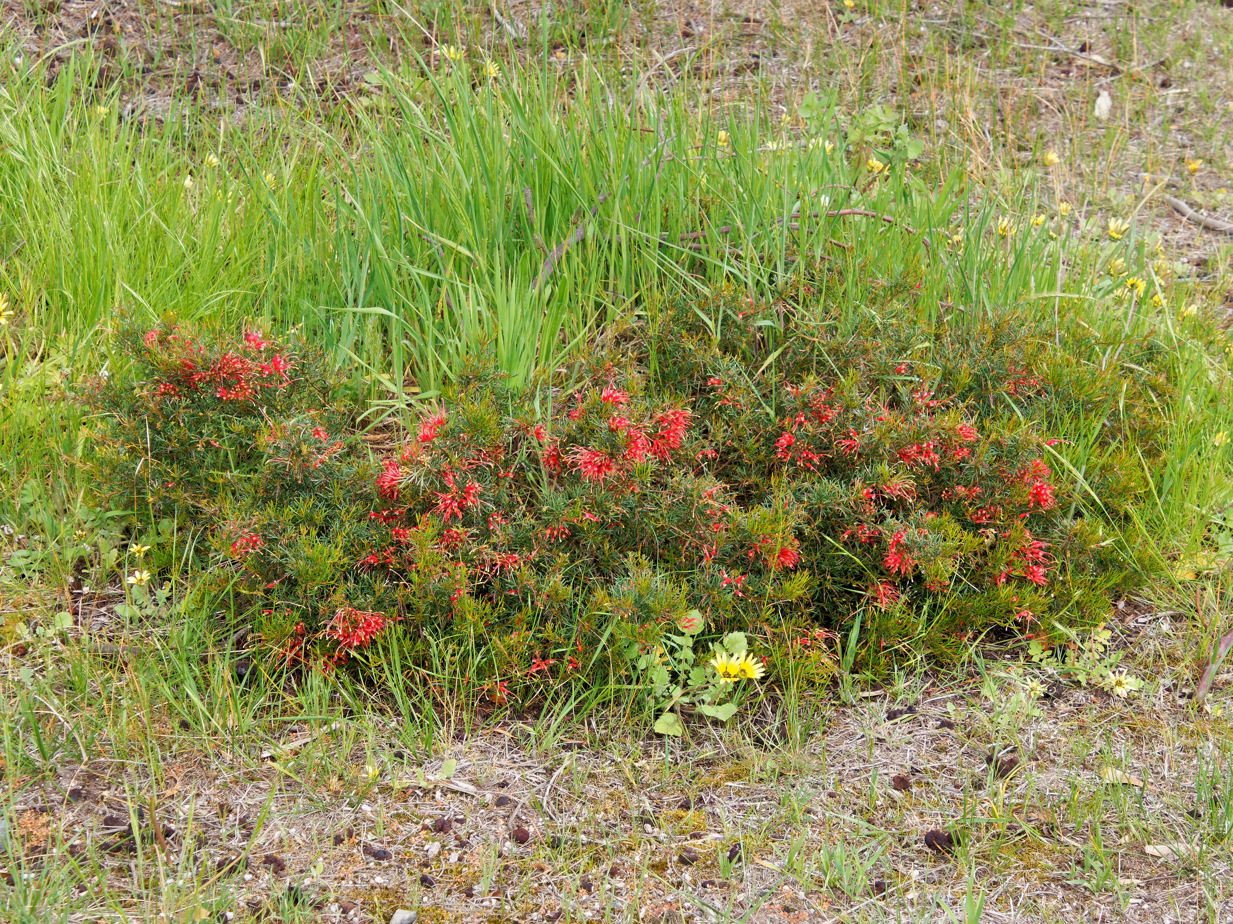 Photo Grevillea-rosmarinifolia.jpeg.  Click to redisplay small version of image. https://lemis.nyc3.digitaloceanspaces.com/grog/Photos/20251023/big/Grevillea-rosmarinifolia.jpeg