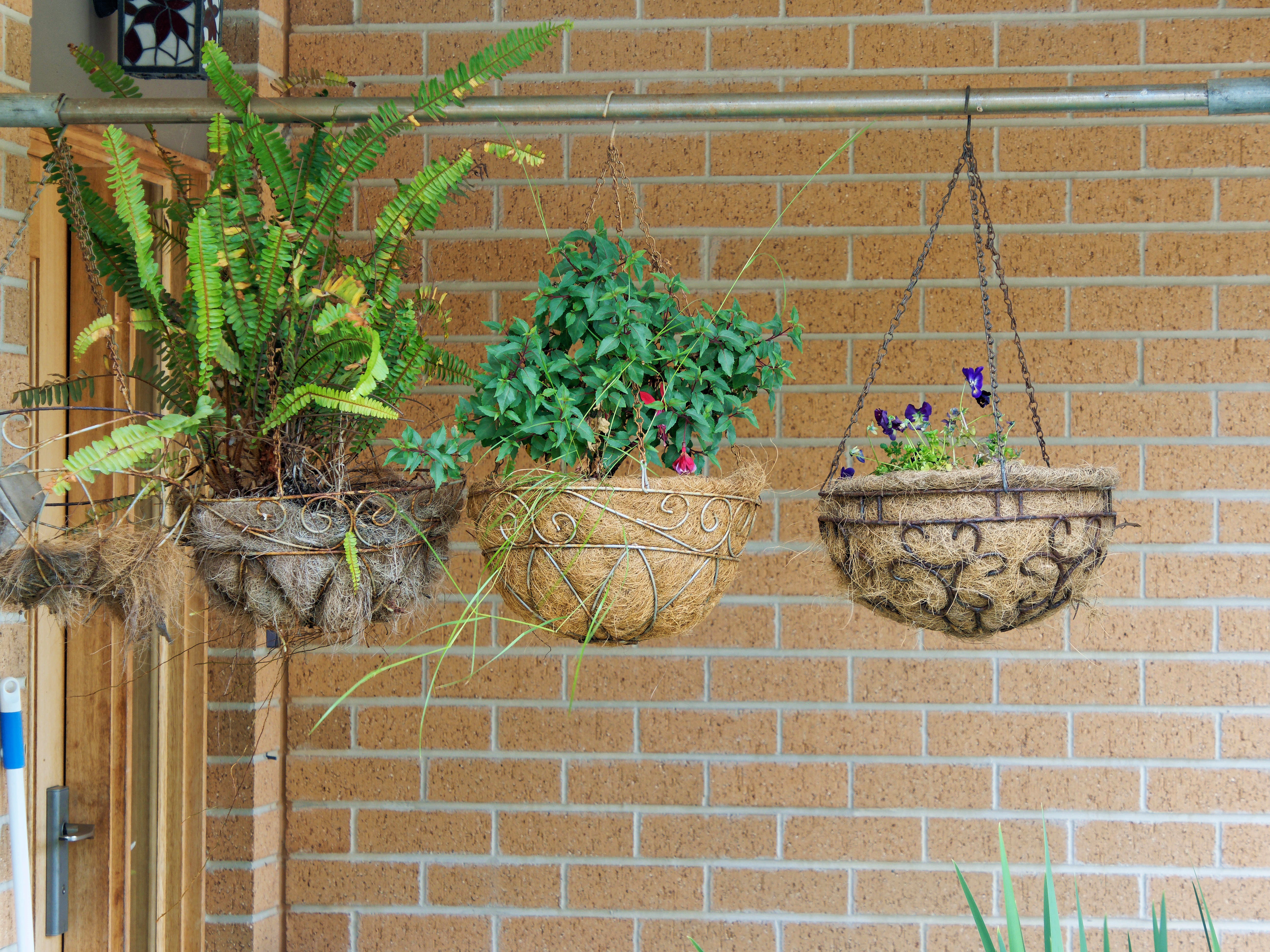 Photo Hanging-baskets.jpeg.  Click to redisplay small version of image. https://lemis.nyc3.digitaloceanspaces.com/grog/Photos/20251023/big/Hanging-baskets.jpeg