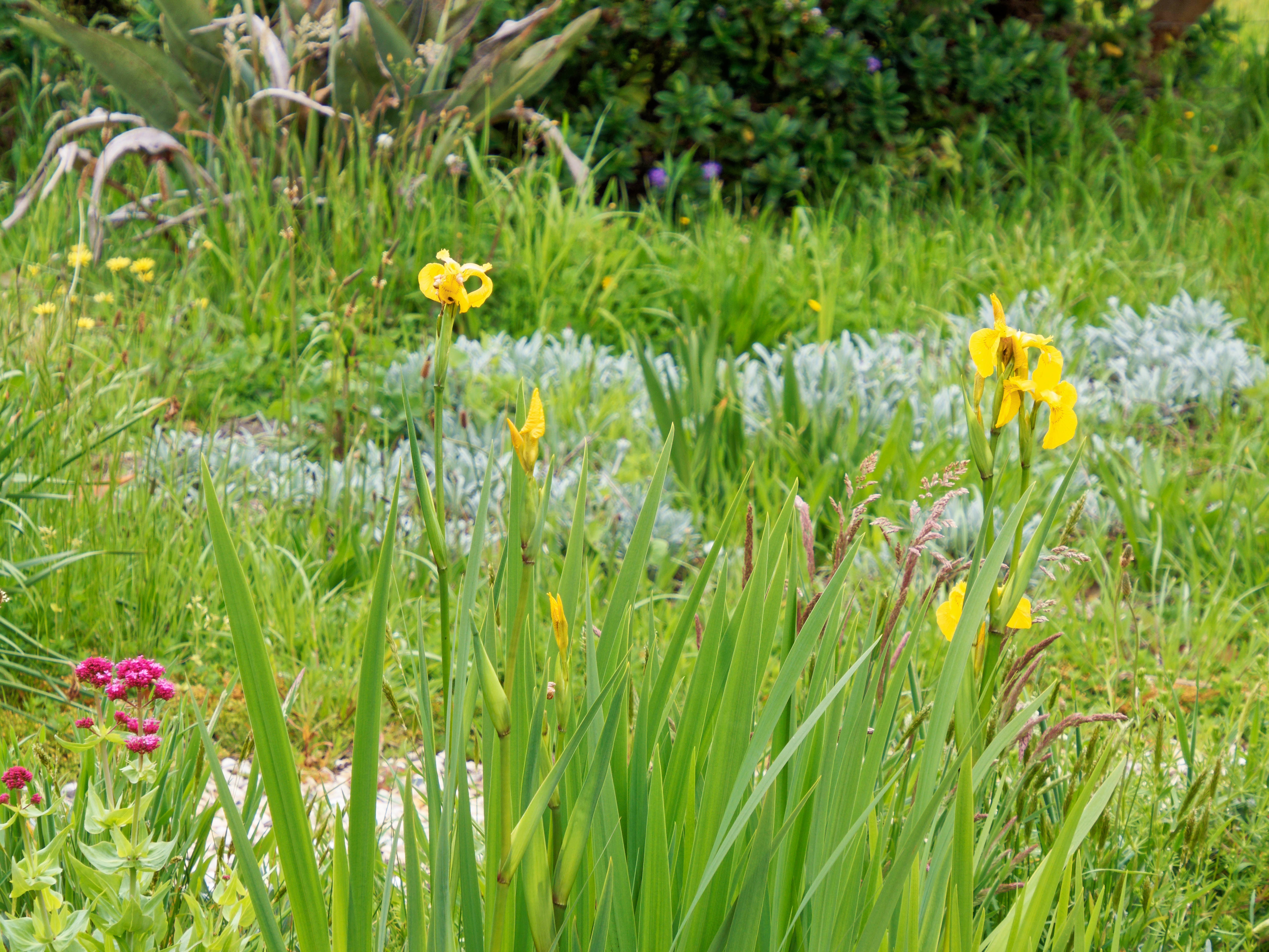 Photo Iris-1.jpeg.  Click to redisplay small version of image. https://lemis.nyc3.digitaloceanspaces.com/grog/Photos/20251023/big/Iris-1.jpeg