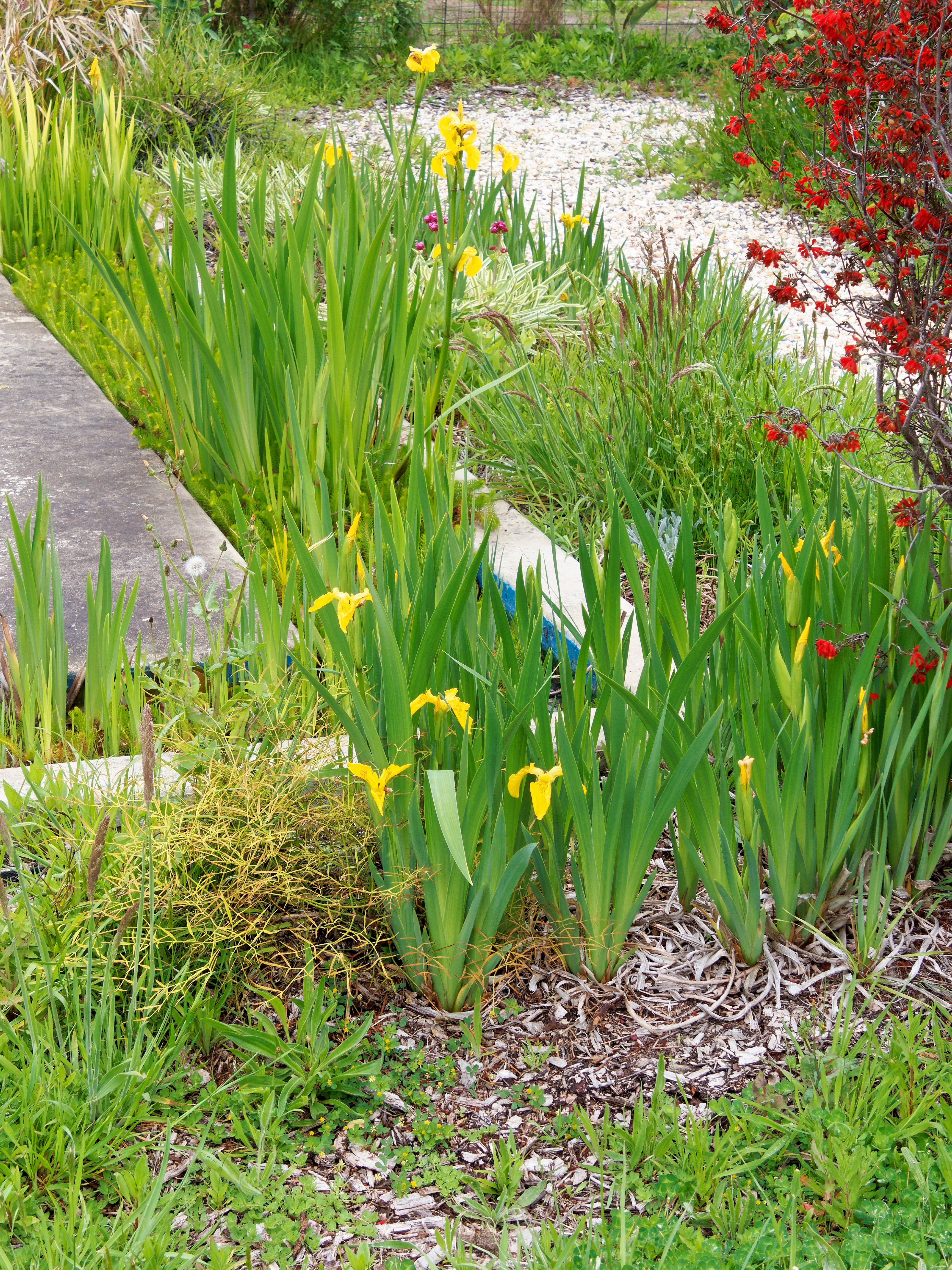 Photo Iris-2.jpeg.  Click to redisplay small version of image. https://lemis.nyc3.digitaloceanspaces.com/grog/Photos/20251023/big/Iris-2.jpeg
