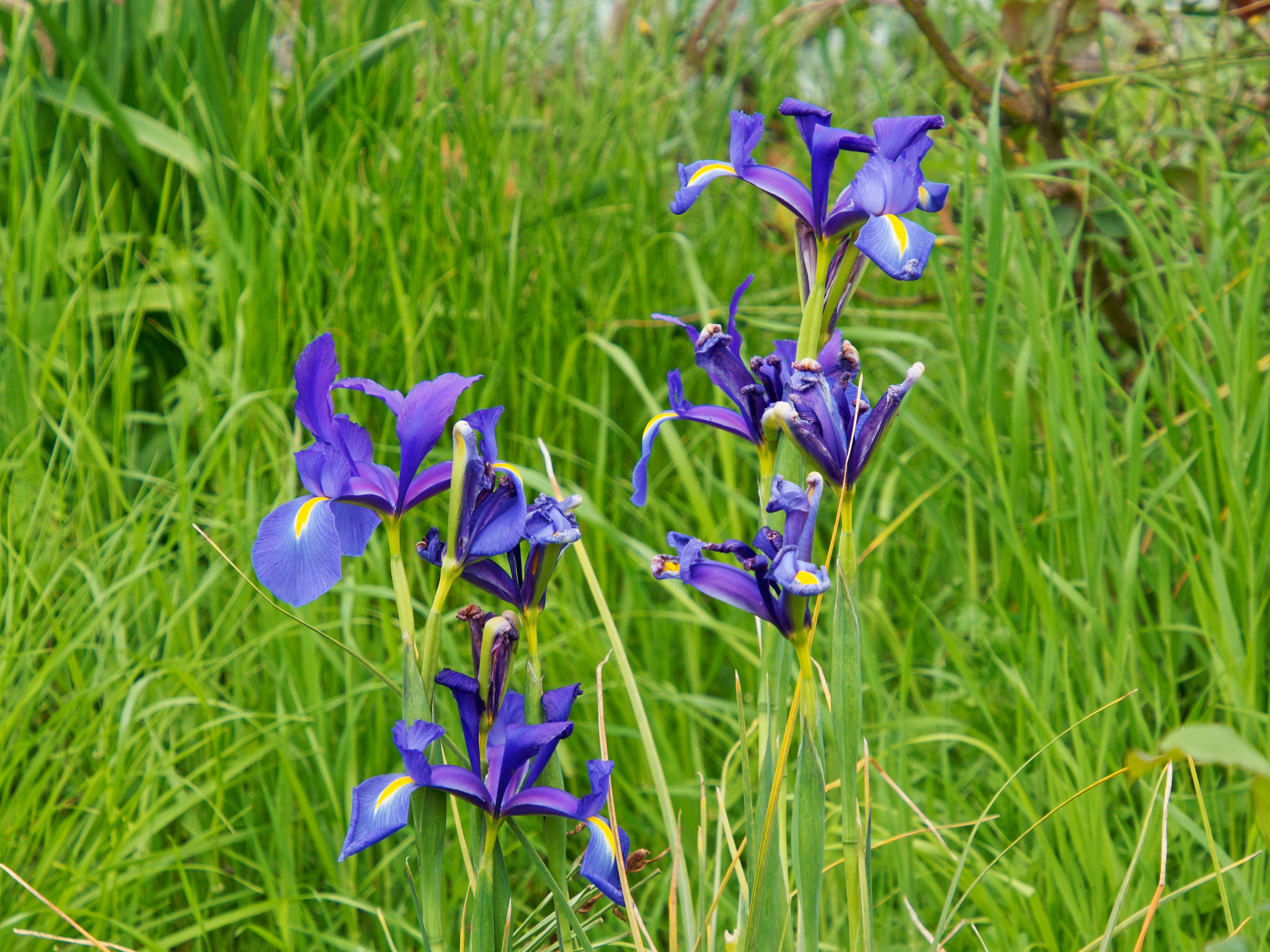 Photo Iris-3.jpeg.  Click to redisplay small version of image. https://lemis.nyc3.digitaloceanspaces.com/grog/Photos/20251023/big/Iris-3.jpeg