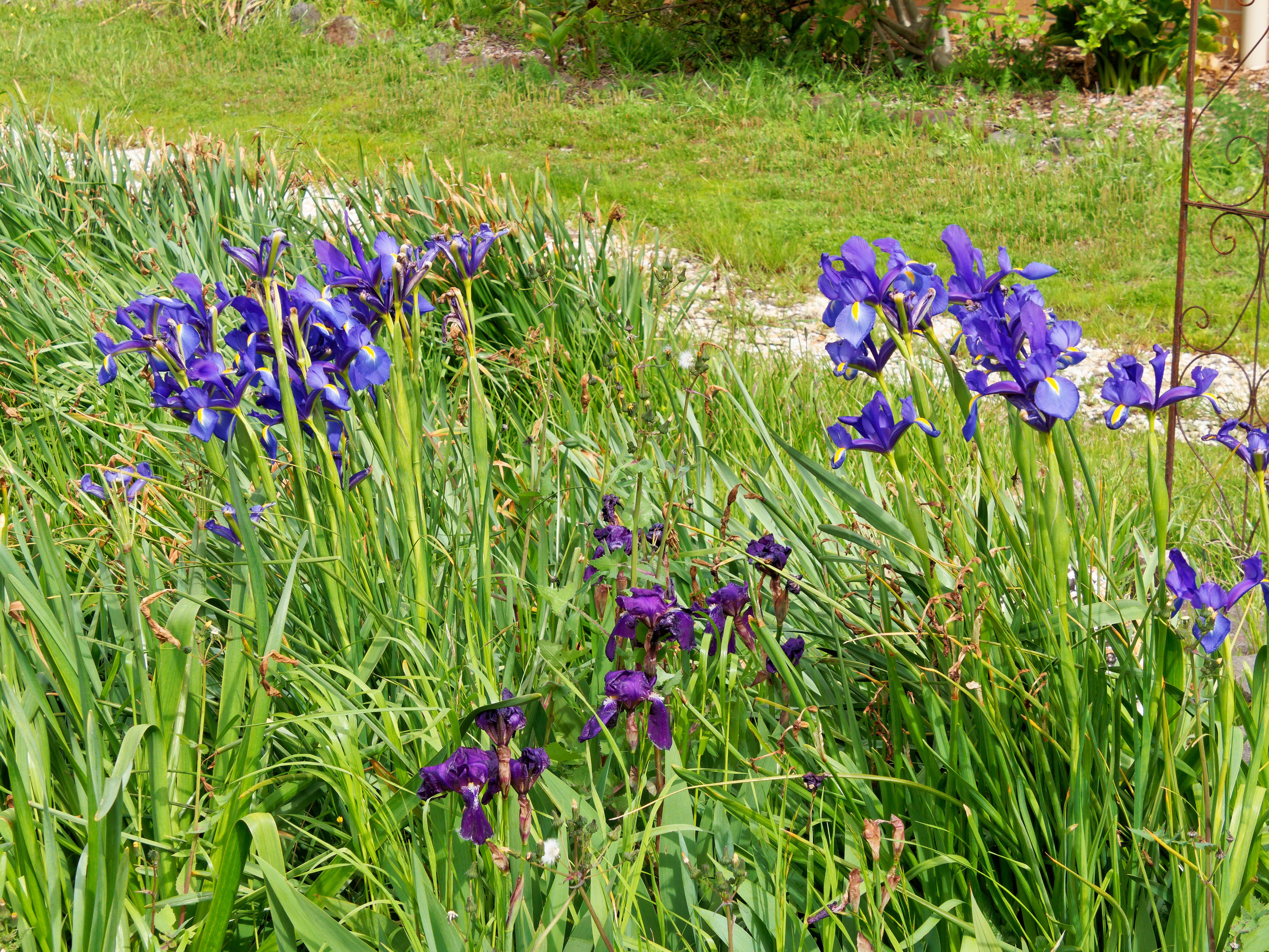 Photo Iris-4.jpeg.  Click to redisplay small version of image. https://lemis.nyc3.digitaloceanspaces.com/grog/Photos/20251023/big/Iris-4.jpeg