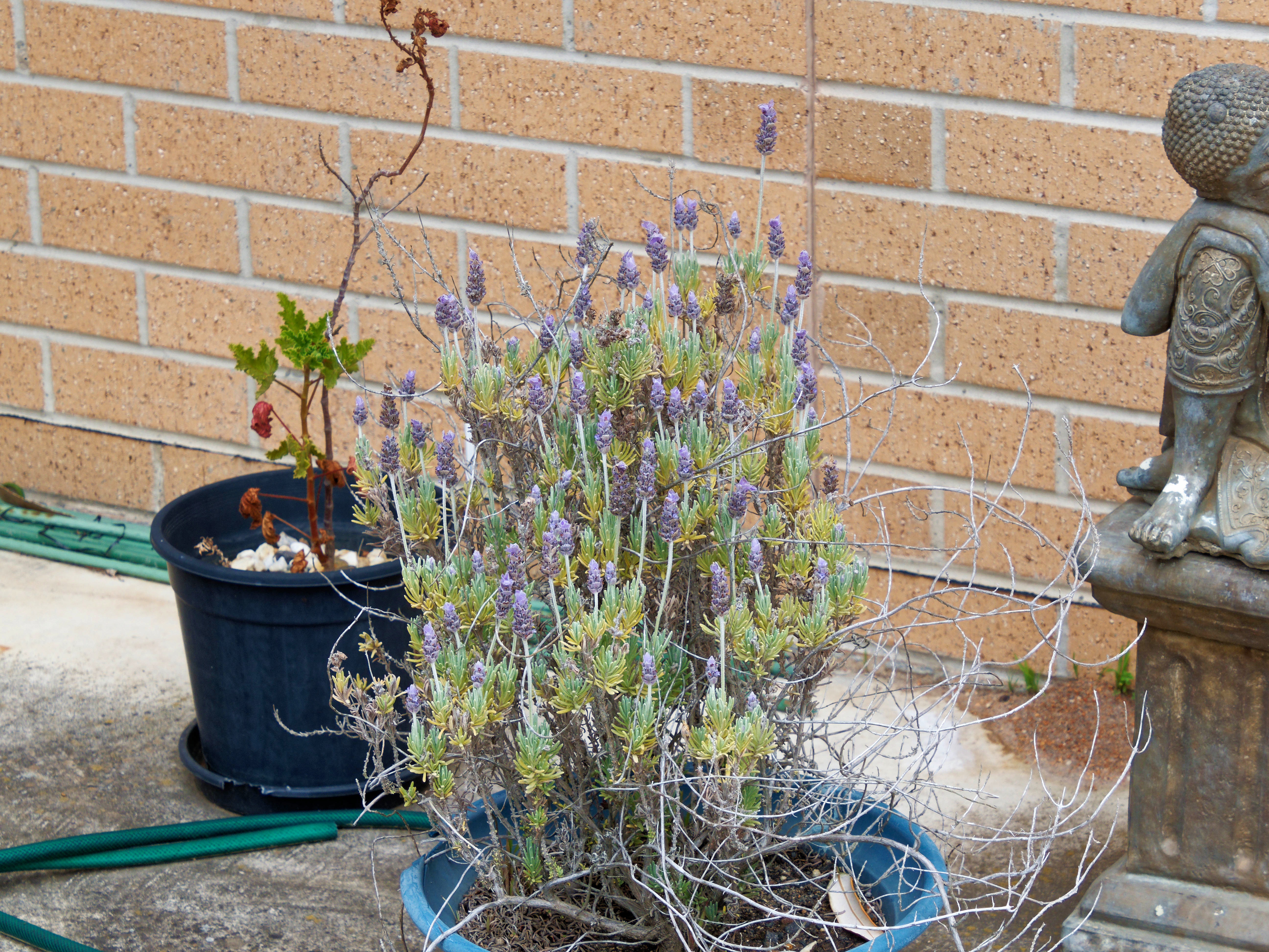 Photo Lavender-1.jpeg.  Click to redisplay small version of image. https://lemis.nyc3.digitaloceanspaces.com/grog/Photos/20251023/big/Lavender-1.jpeg