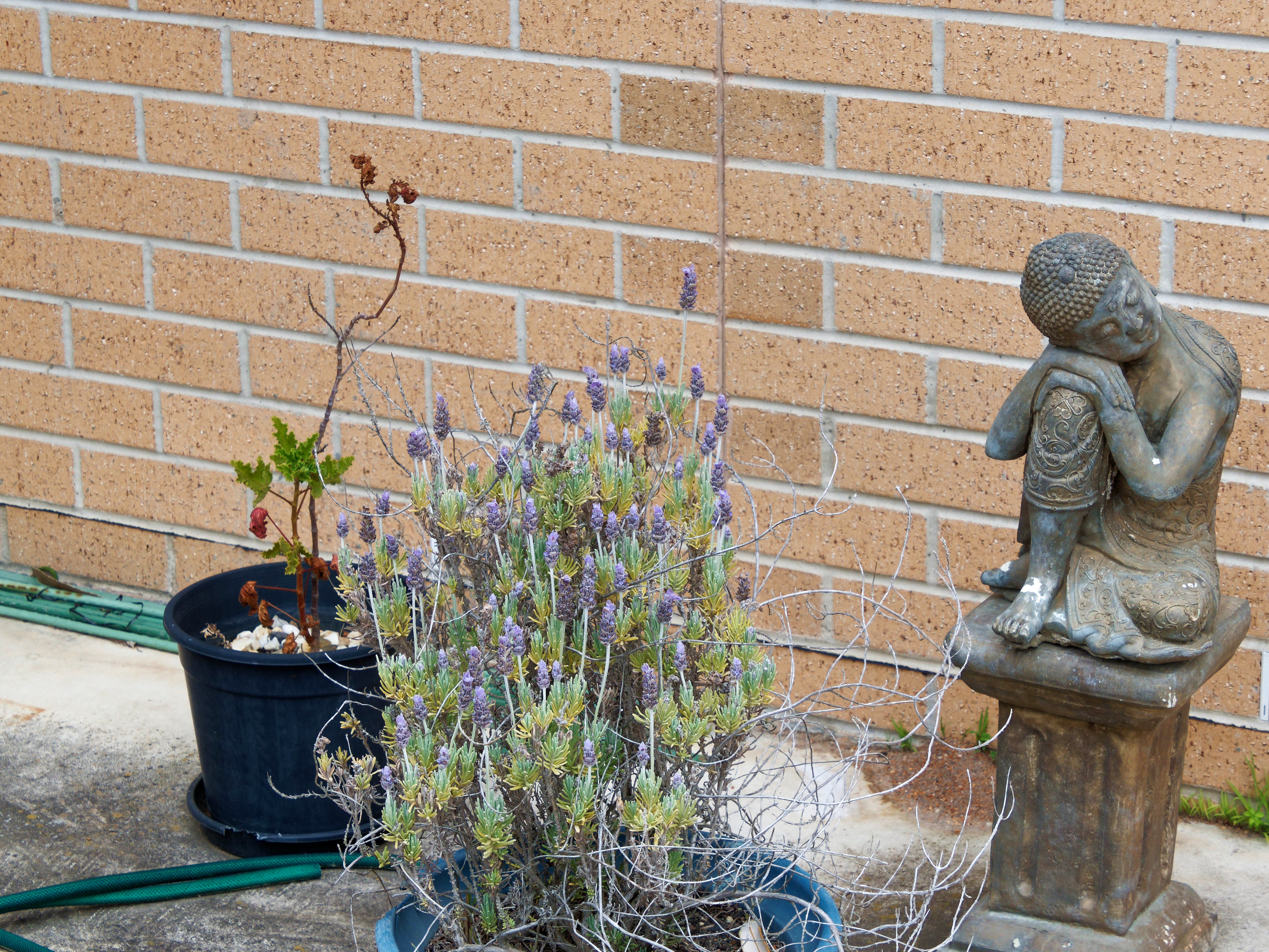 Photo Lavender-2.jpeg.  Click to redisplay small version of image. https://lemis.nyc3.digitaloceanspaces.com/grog/Photos/20251023/big/Lavender-2.jpeg