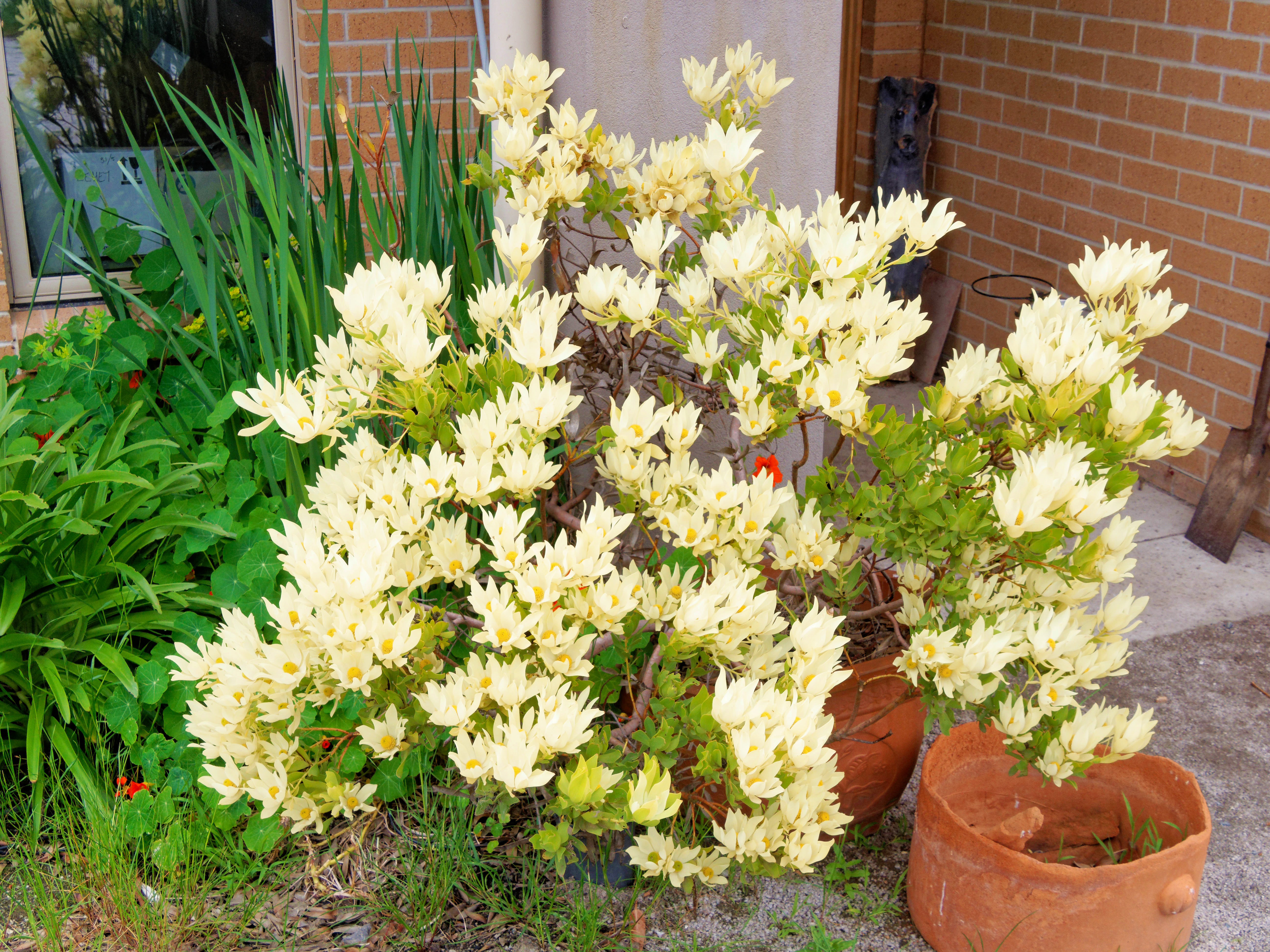 Photo Leucadendron-1.jpeg.  Click to redisplay small version of image. https://lemis.nyc3.digitaloceanspaces.com/grog/Photos/20251023/big/Leucadendron-1.jpeg