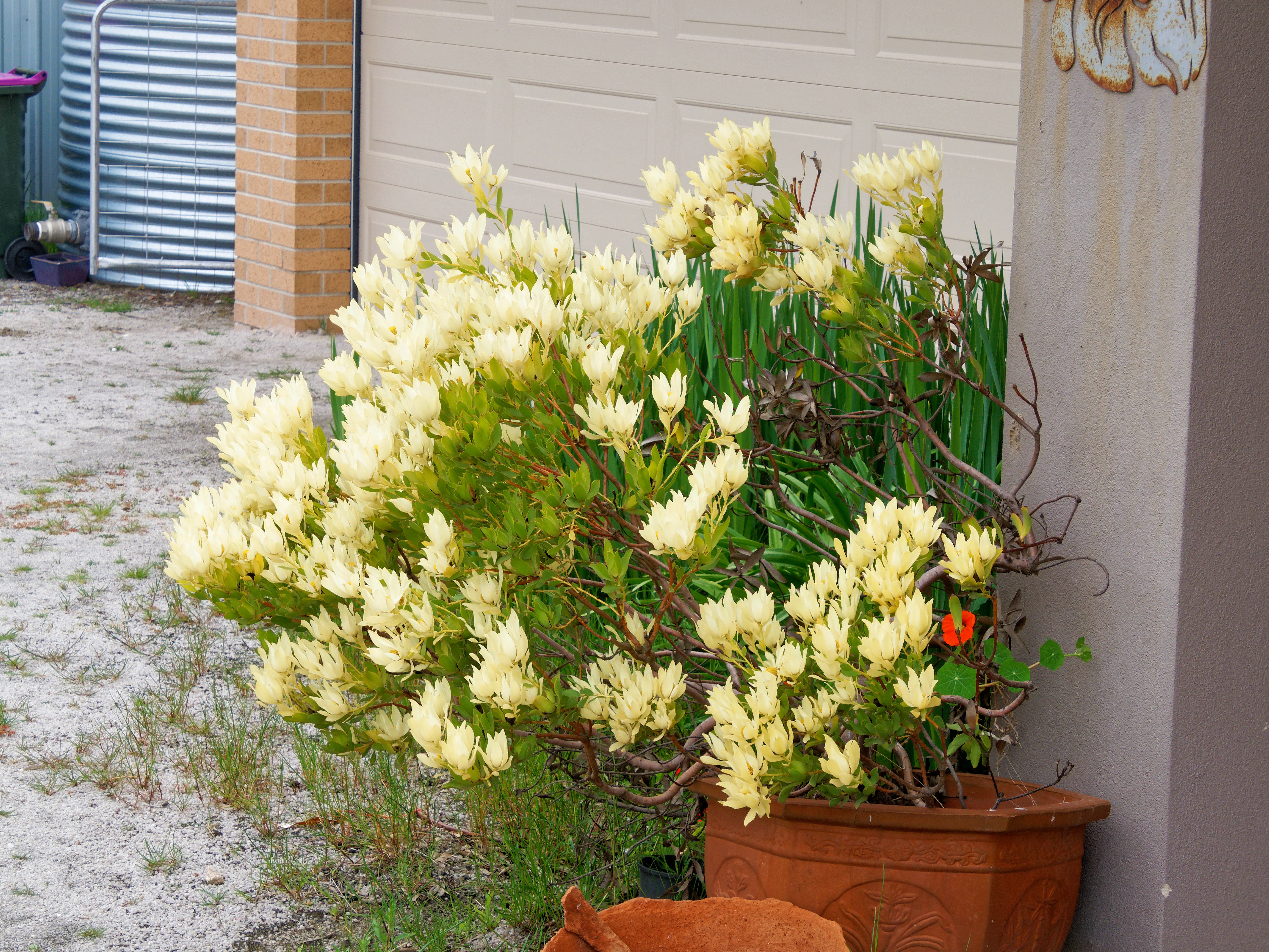 Photo Leucadendron-2.jpeg.  Click to redisplay small version of image. https://lemis.nyc3.digitaloceanspaces.com/grog/Photos/20251023/big/Leucadendron-2.jpeg