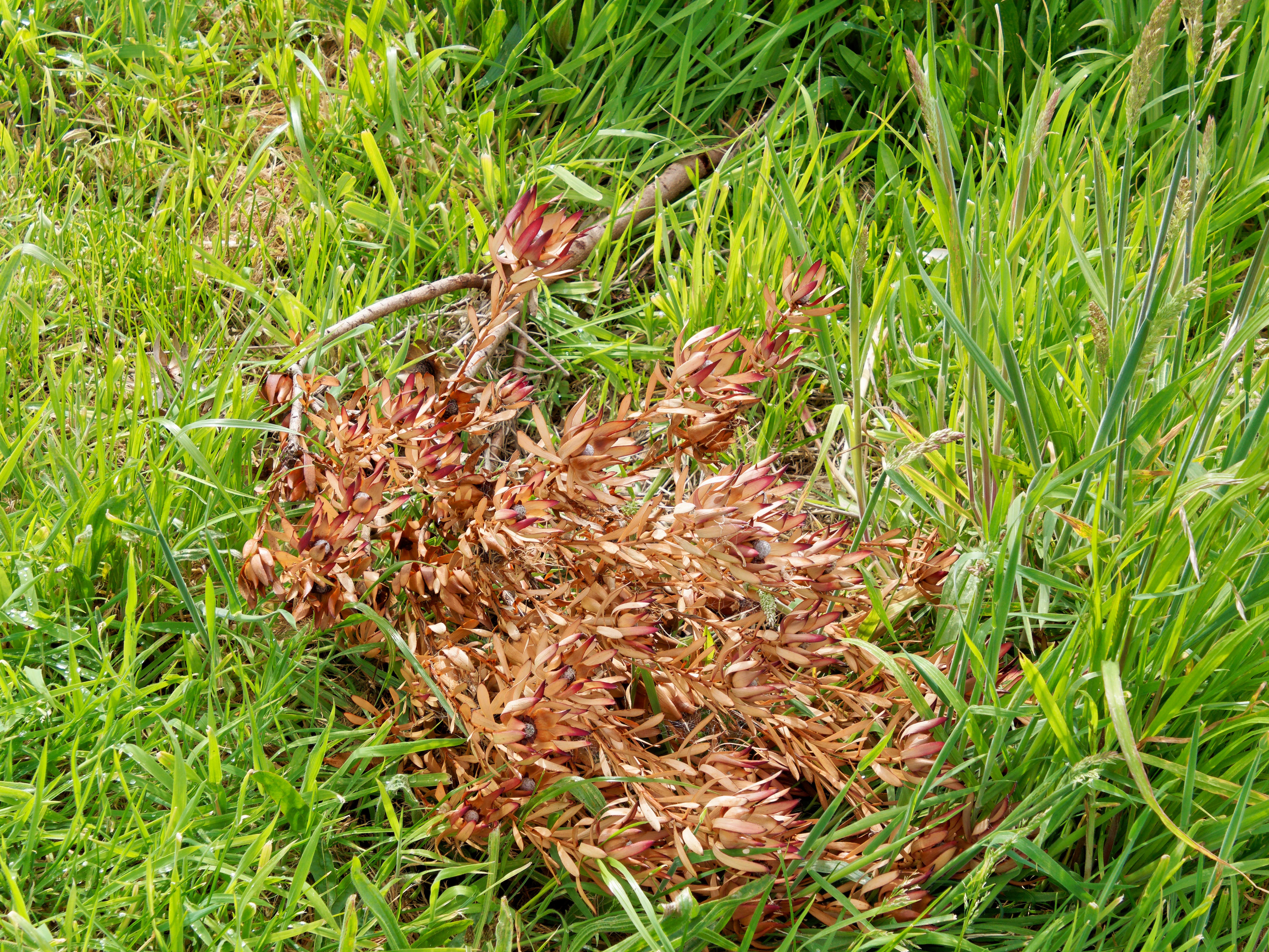 Photo Leucadendron-3.jpeg.  Click to redisplay small version of image. https://lemis.nyc3.digitaloceanspaces.com/grog/Photos/20251023/big/Leucadendron-3.jpeg