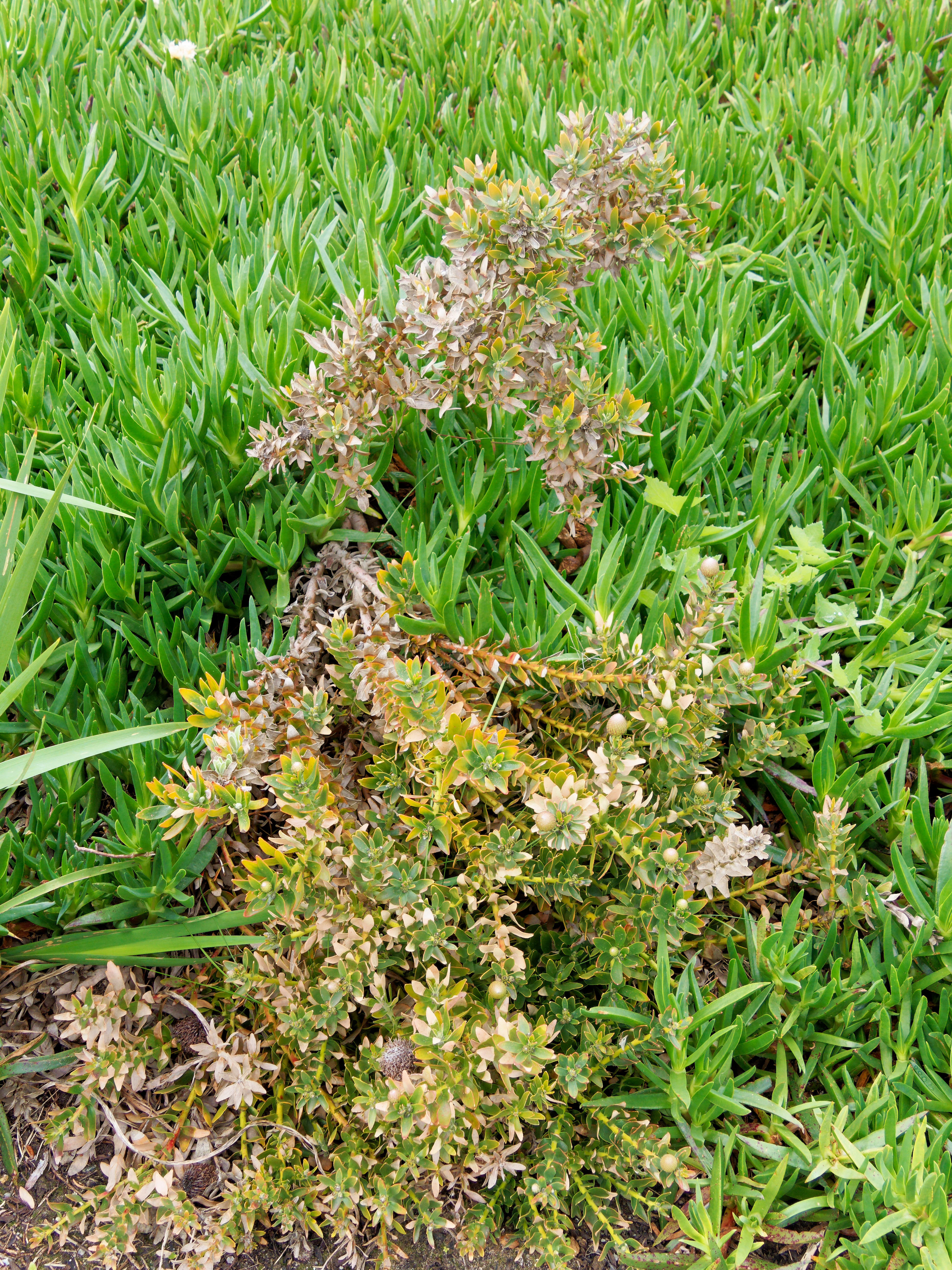 Photo Leucospermum.jpeg.  Click to redisplay small version of image. https://lemis.nyc3.digitaloceanspaces.com/grog/Photos/20251023/big/Leucospermum.jpeg