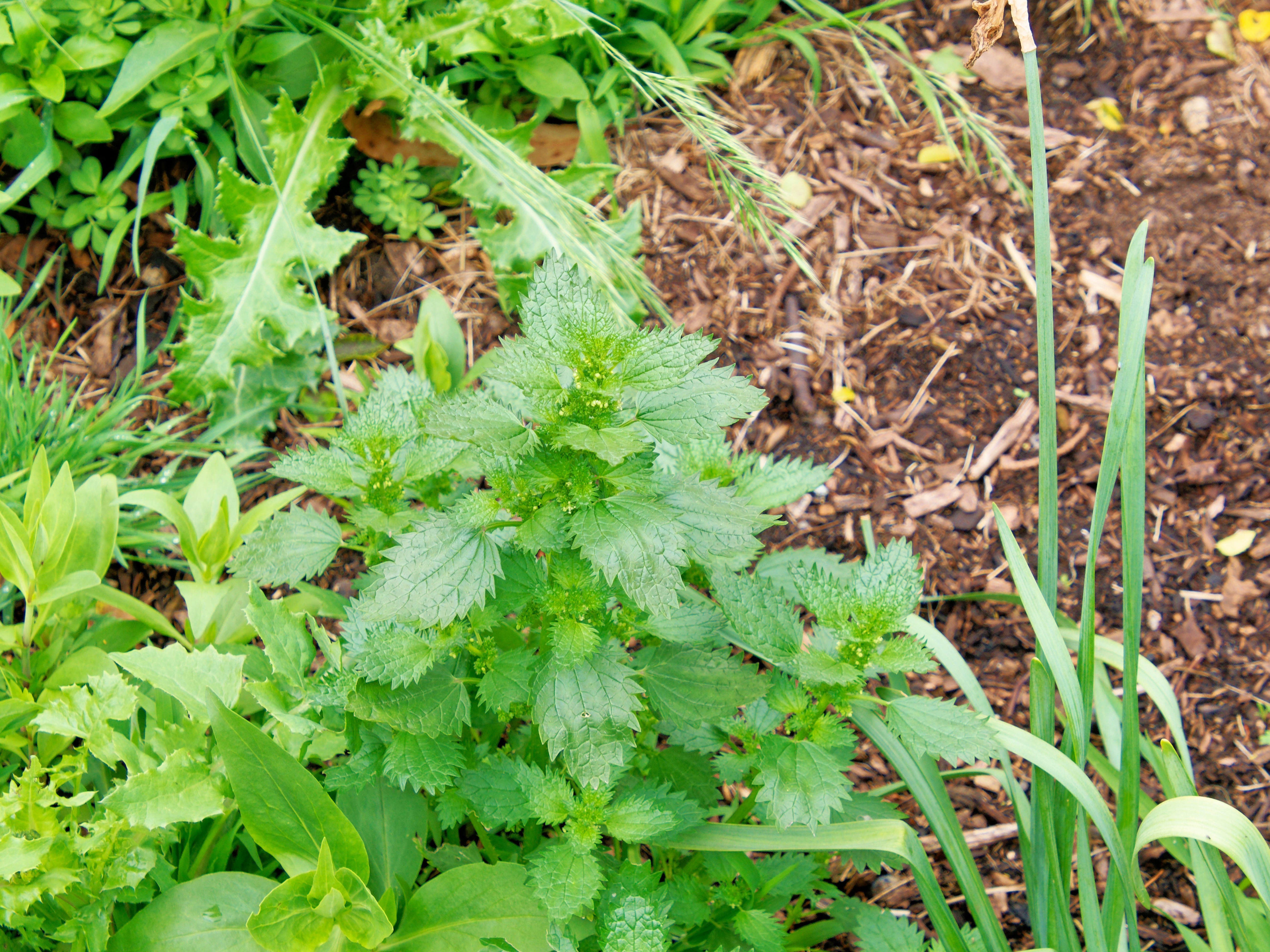 Photo Nettle.jpeg.  Click to redisplay small version of image. https://lemis.nyc3.digitaloceanspaces.com/grog/Photos/20251023/big/Nettle.jpeg