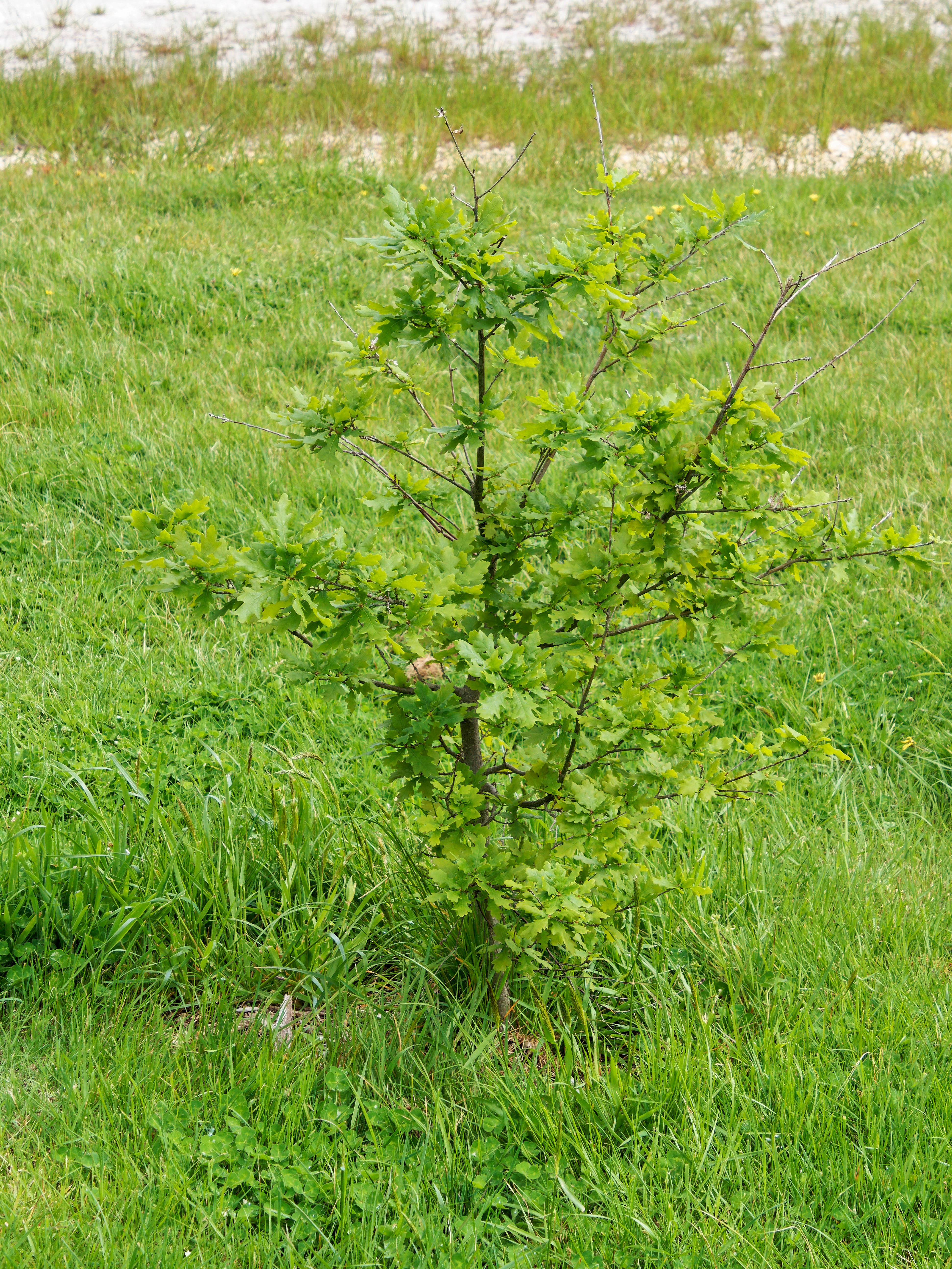 Photo Oak-2.jpeg.  Click to redisplay small version of image. https://lemis.nyc3.digitaloceanspaces.com/grog/Photos/20251023/big/Oak-2.jpeg