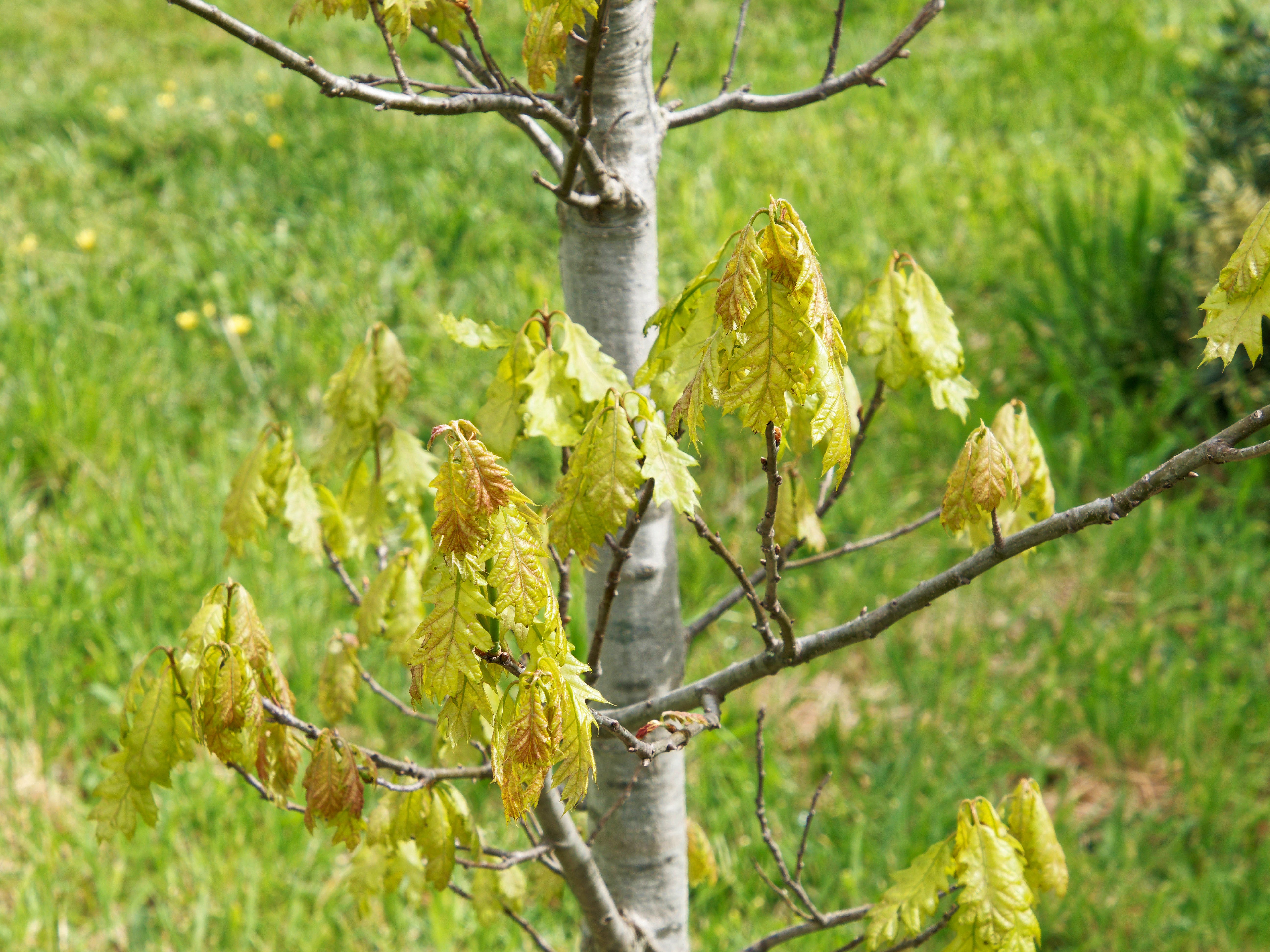 Photo Oak-3.jpeg.  Click to redisplay small version of image. https://lemis.nyc3.digitaloceanspaces.com/grog/Photos/20251023/big/Oak-3.jpeg