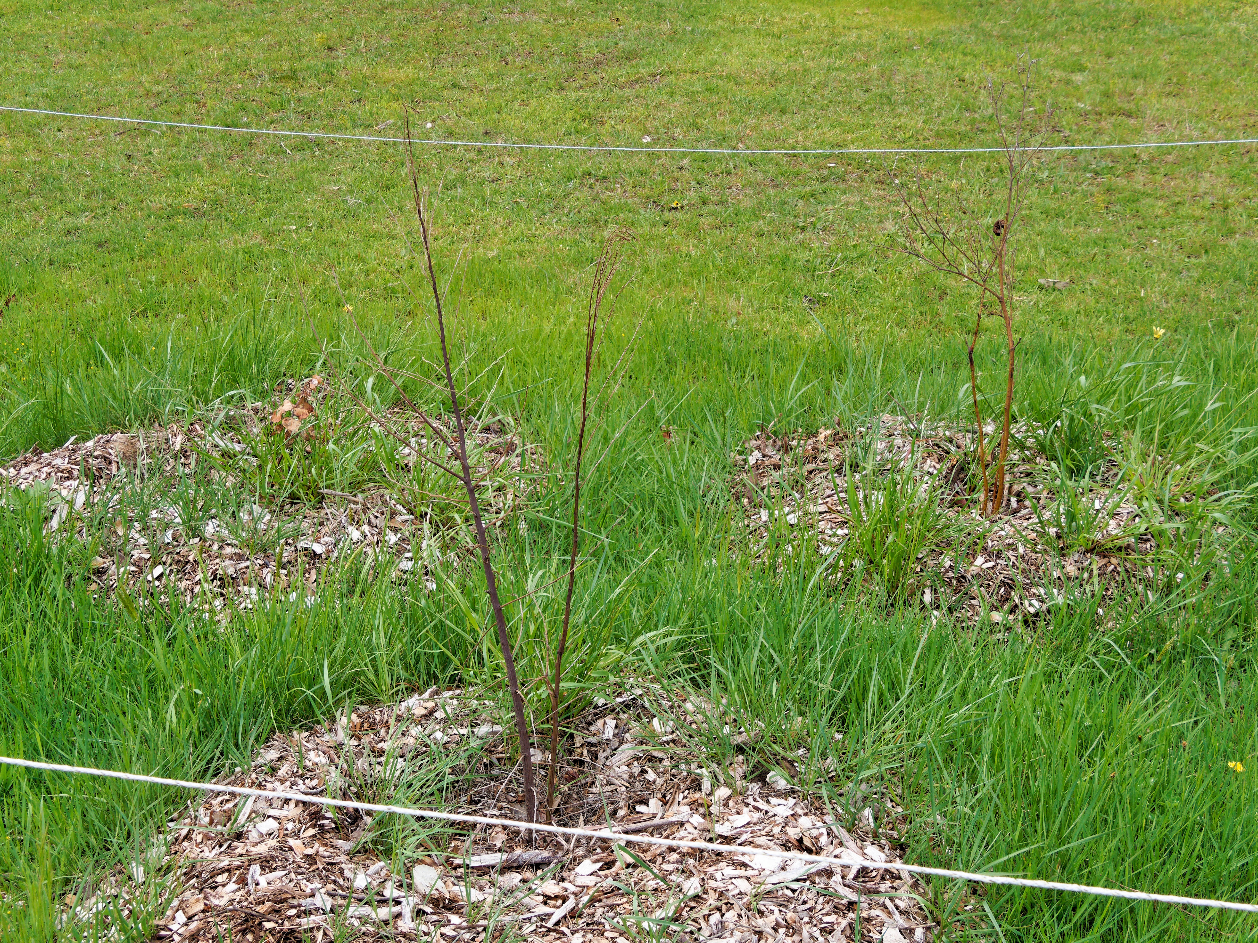 Photo Paddock-trees-1.jpeg.  Click to redisplay small version of image. https://lemis.nyc3.digitaloceanspaces.com/grog/Photos/20251023/big/Paddock-trees-1.jpeg