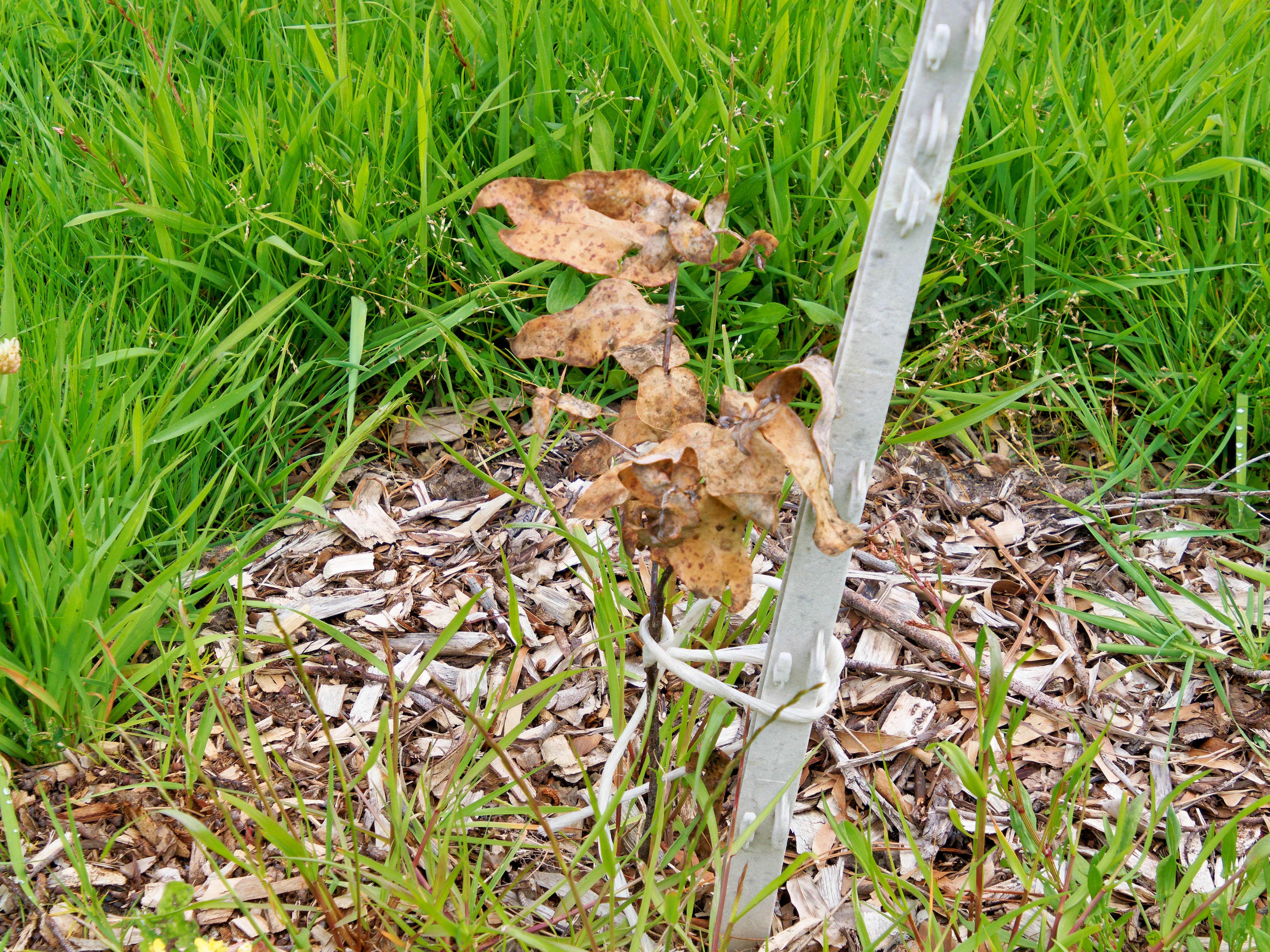 Photo Paddock-trees-2.jpeg.  Click to redisplay small version of image. https://lemis.nyc3.digitaloceanspaces.com/grog/Photos/20251023/big/Paddock-trees-2.jpeg
