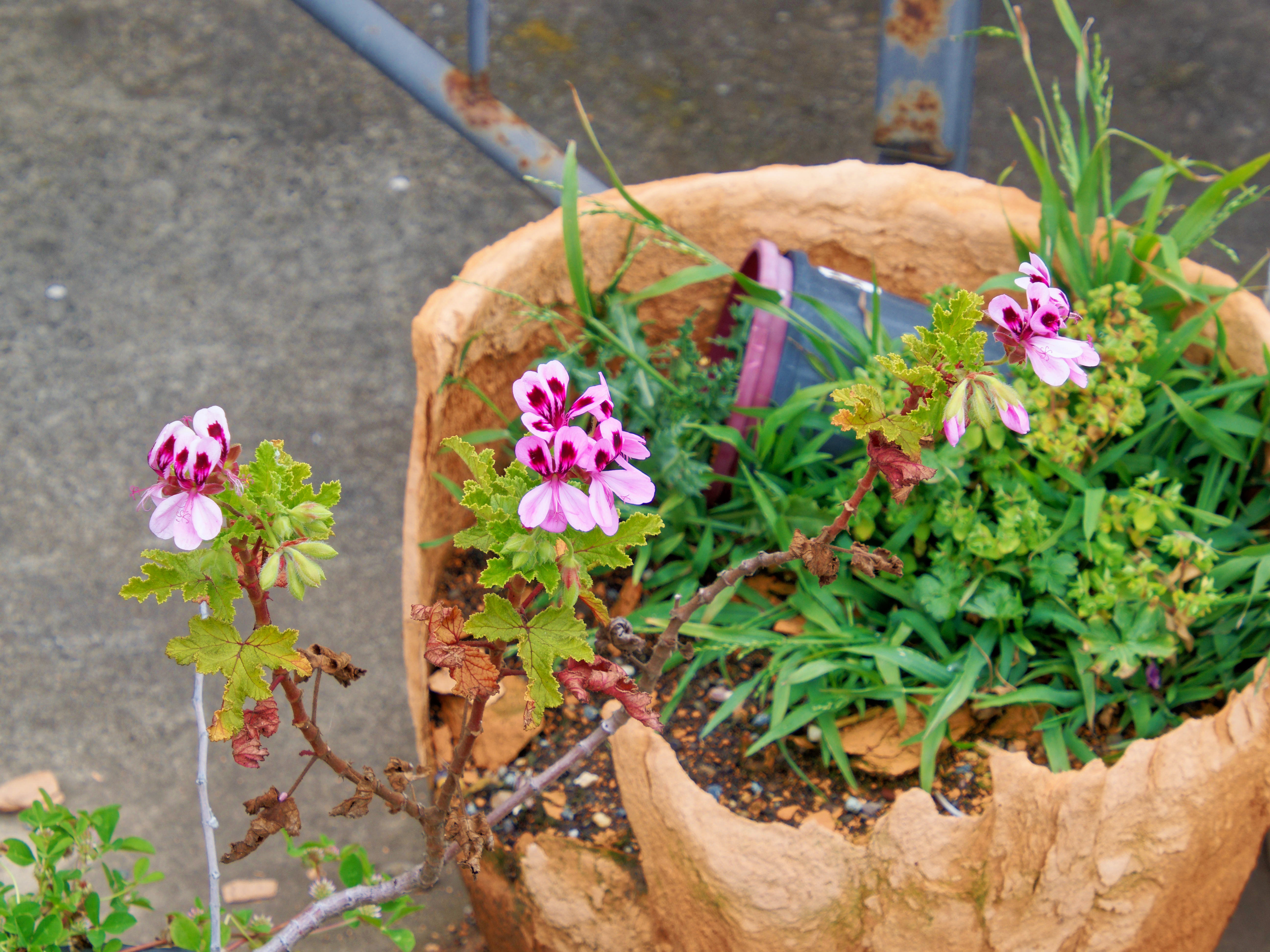 Photo Pelargonium-1.jpeg.  Click to redisplay small version of image. https://lemis.nyc3.digitaloceanspaces.com/grog/Photos/20251023/big/Pelargonium-1.jpeg
