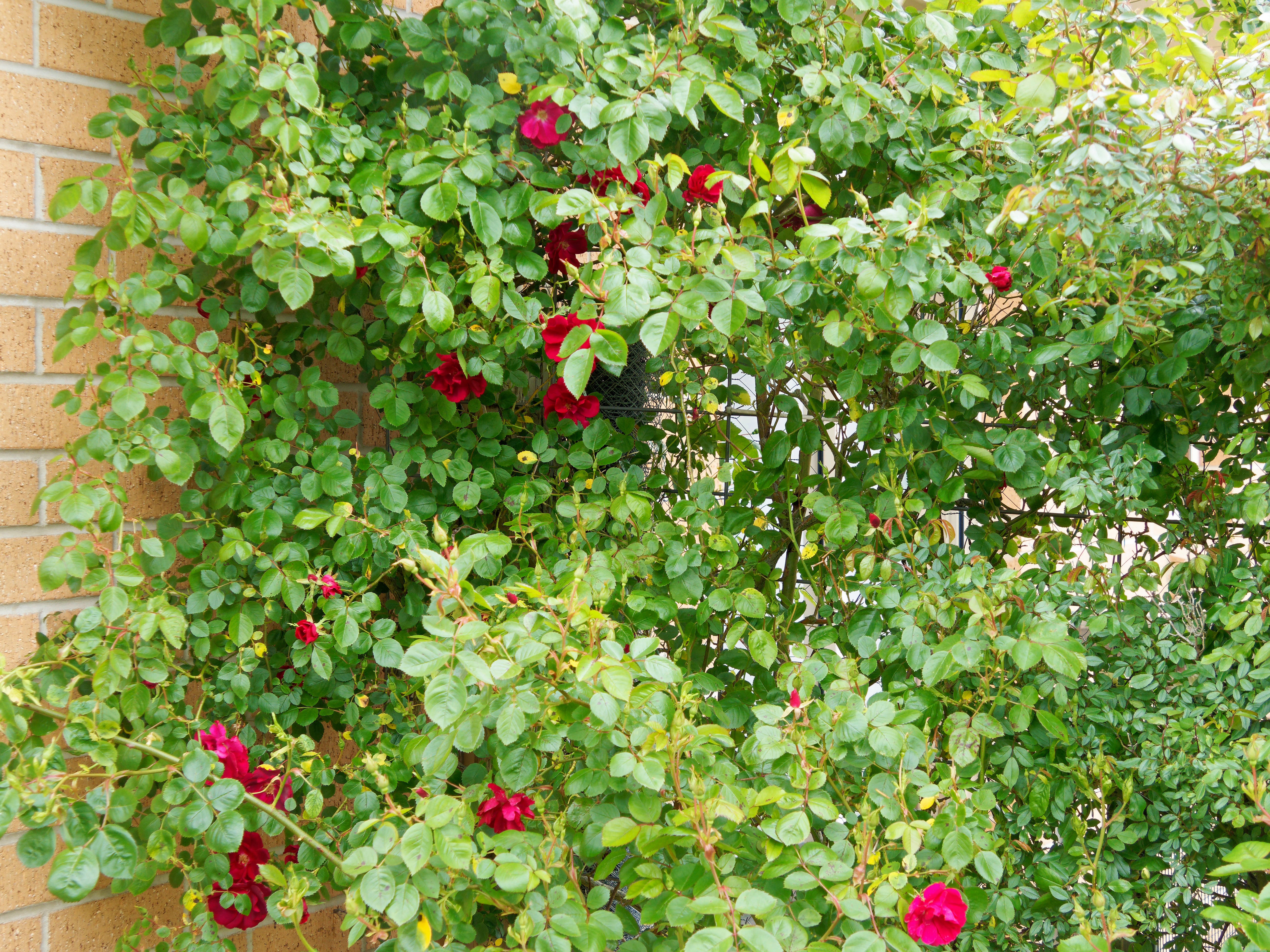 Photo Roses-2.jpeg.  Click to redisplay small version of image. https://lemis.nyc3.digitaloceanspaces.com/grog/Photos/20251023/big/Roses-2.jpeg