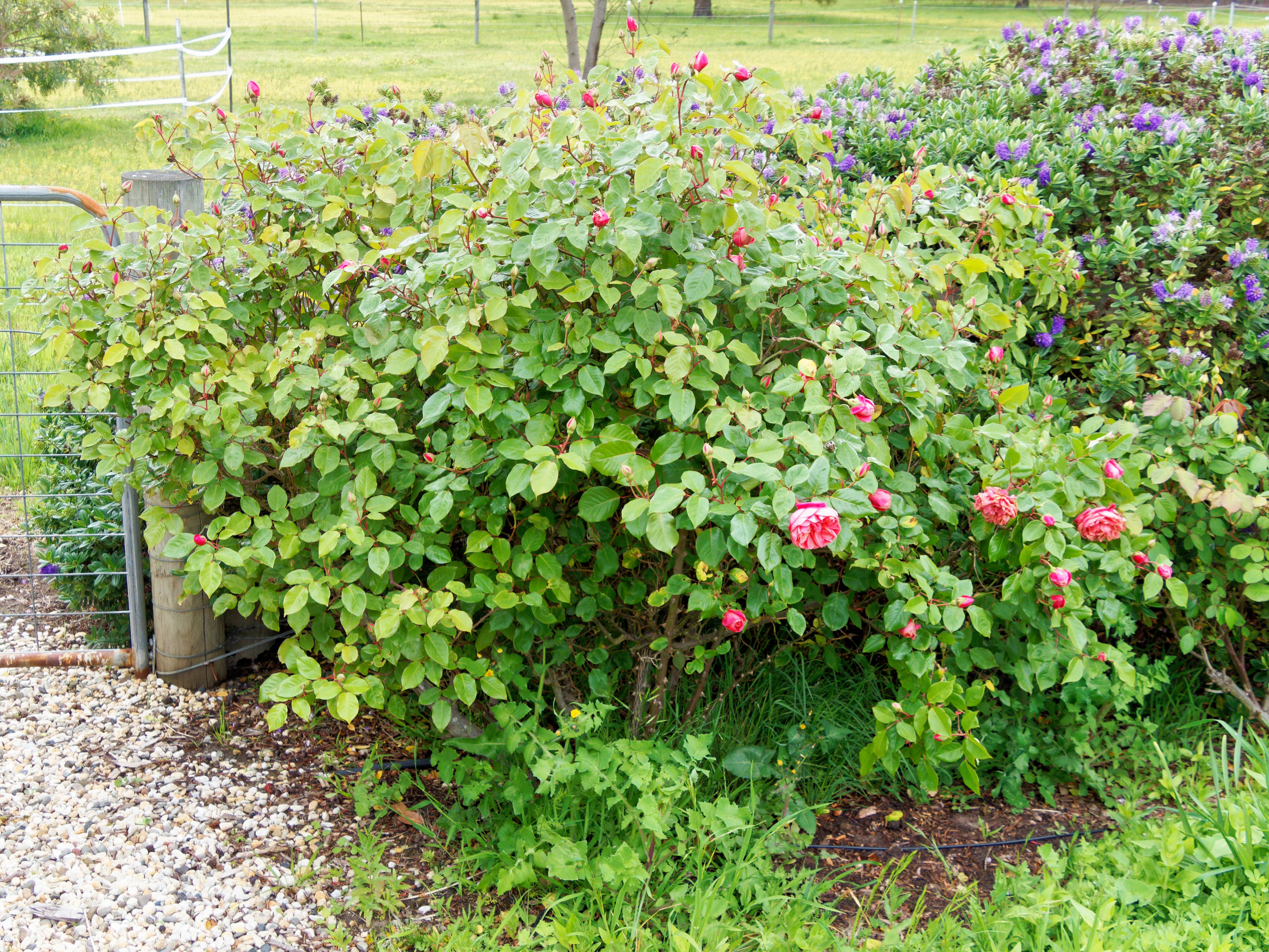 Photo Roses-3.jpeg.  Click to redisplay small version of image. https://lemis.nyc3.digitaloceanspaces.com/grog/Photos/20251023/big/Roses-3.jpeg
