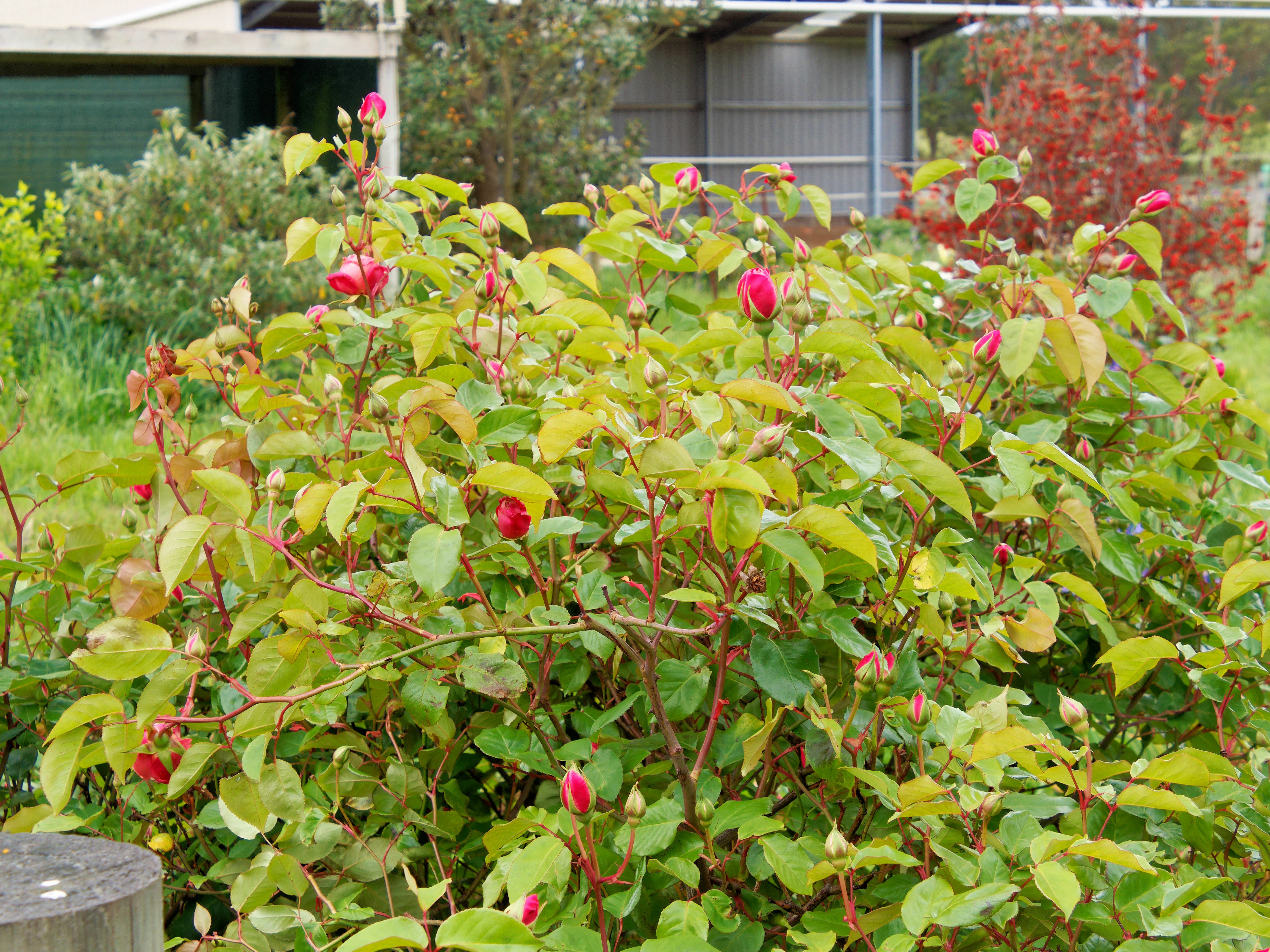 Photo Roses-4.jpeg.  Click to redisplay small version of image. https://lemis.nyc3.digitaloceanspaces.com/grog/Photos/20251023/big/Roses-4.jpeg
