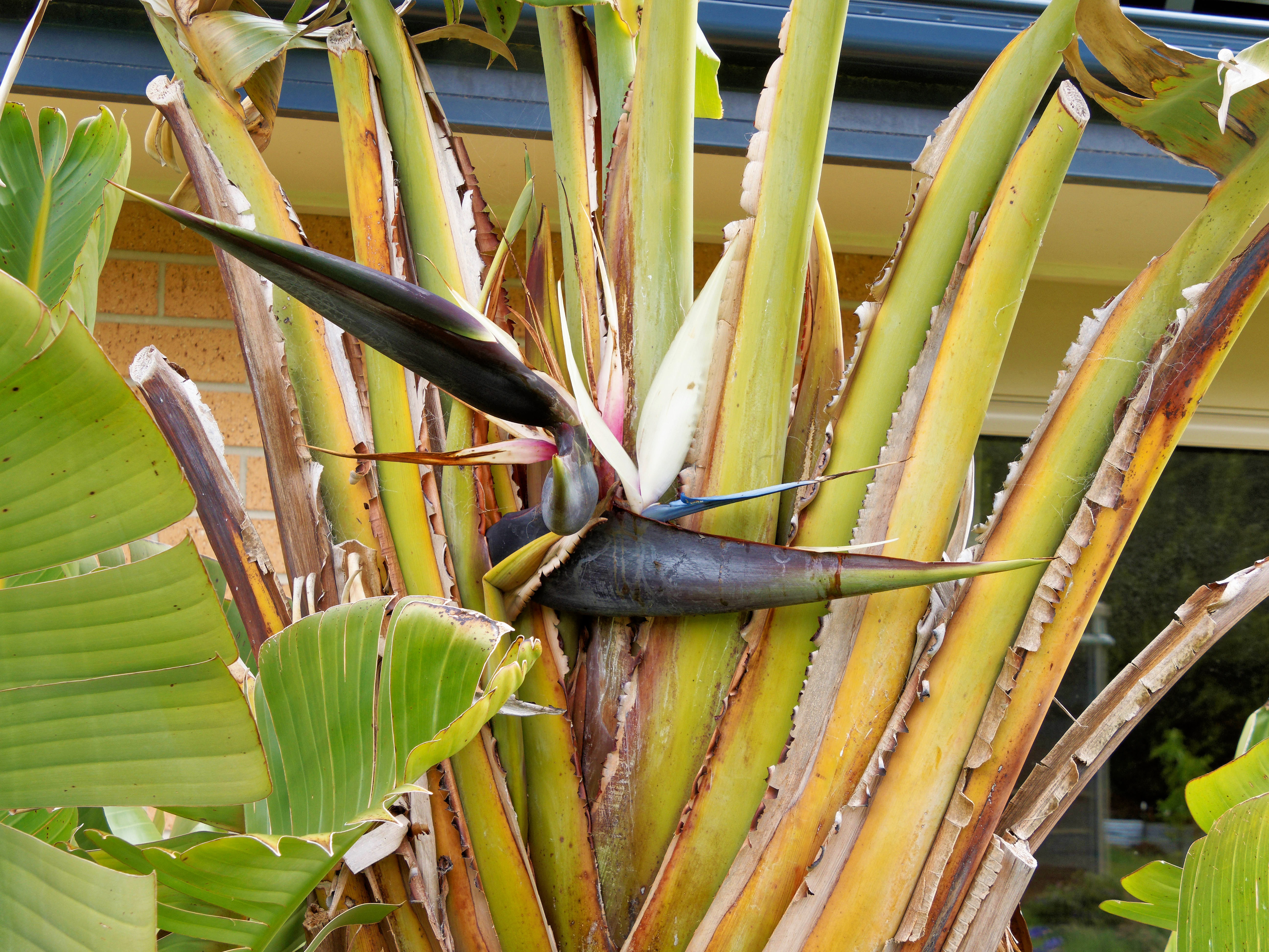 Photo Strelitzia-nicolai-1.jpeg.  Click to redisplay small version of image. https://lemis.nyc3.digitaloceanspaces.com/grog/Photos/20251023/big/Strelitzia-nicolai-1.jpeg