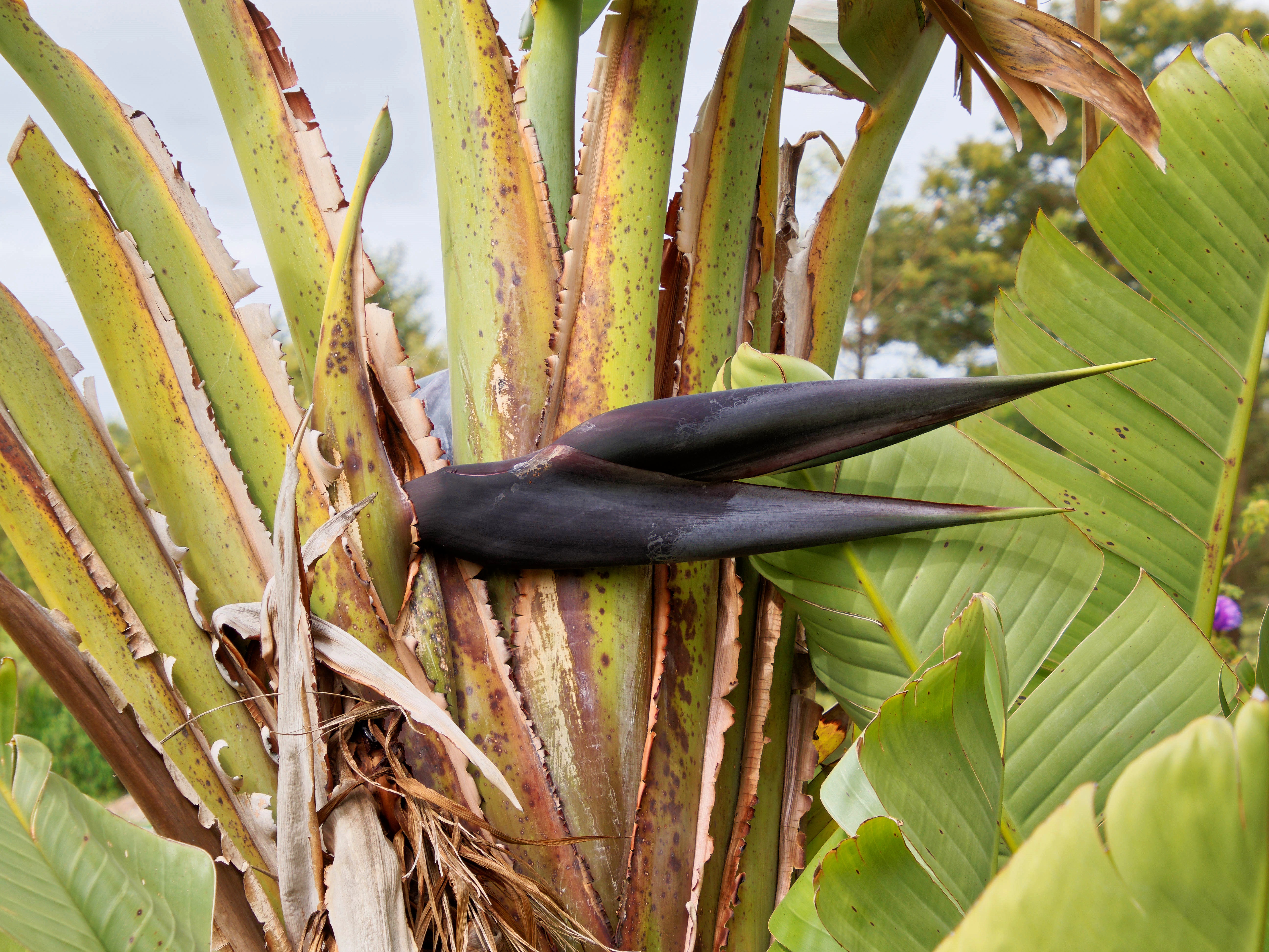 Photo Strelitzia-nicolai-2.jpeg.  Click to redisplay small version of image. https://lemis.nyc3.digitaloceanspaces.com/grog/Photos/20251023/big/Strelitzia-nicolai-2.jpeg