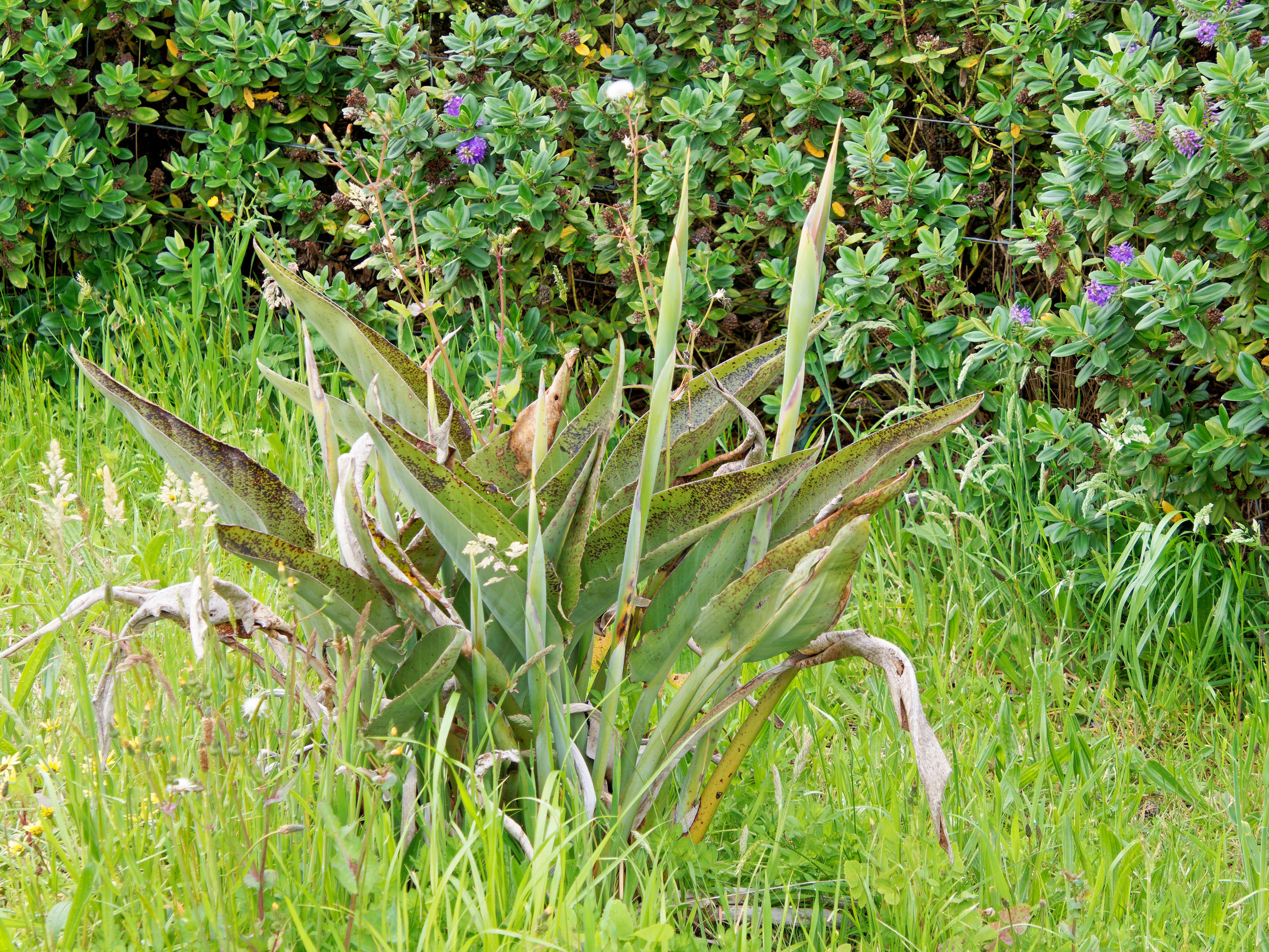 Photo Strelitzia-reginae.jpeg.  Click to redisplay small version of image. https://lemis.nyc3.digitaloceanspaces.com/grog/Photos/20251023/big/Strelitzia-reginae.jpeg