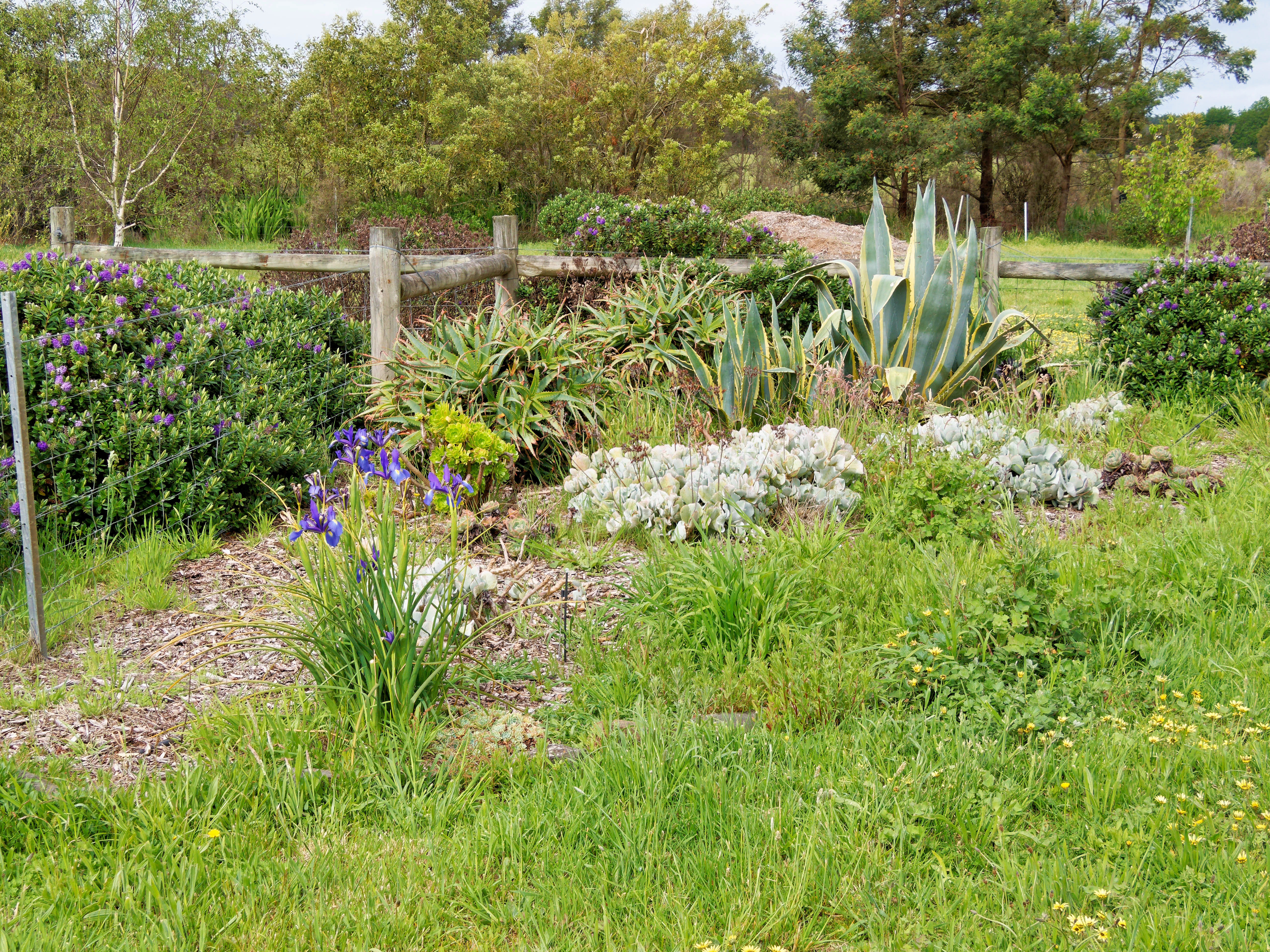 Photo Succulent-bed.jpeg.  Click to redisplay small version of image. https://lemis.nyc3.digitaloceanspaces.com/grog/Photos/20251023/big/Succulent-bed.jpeg