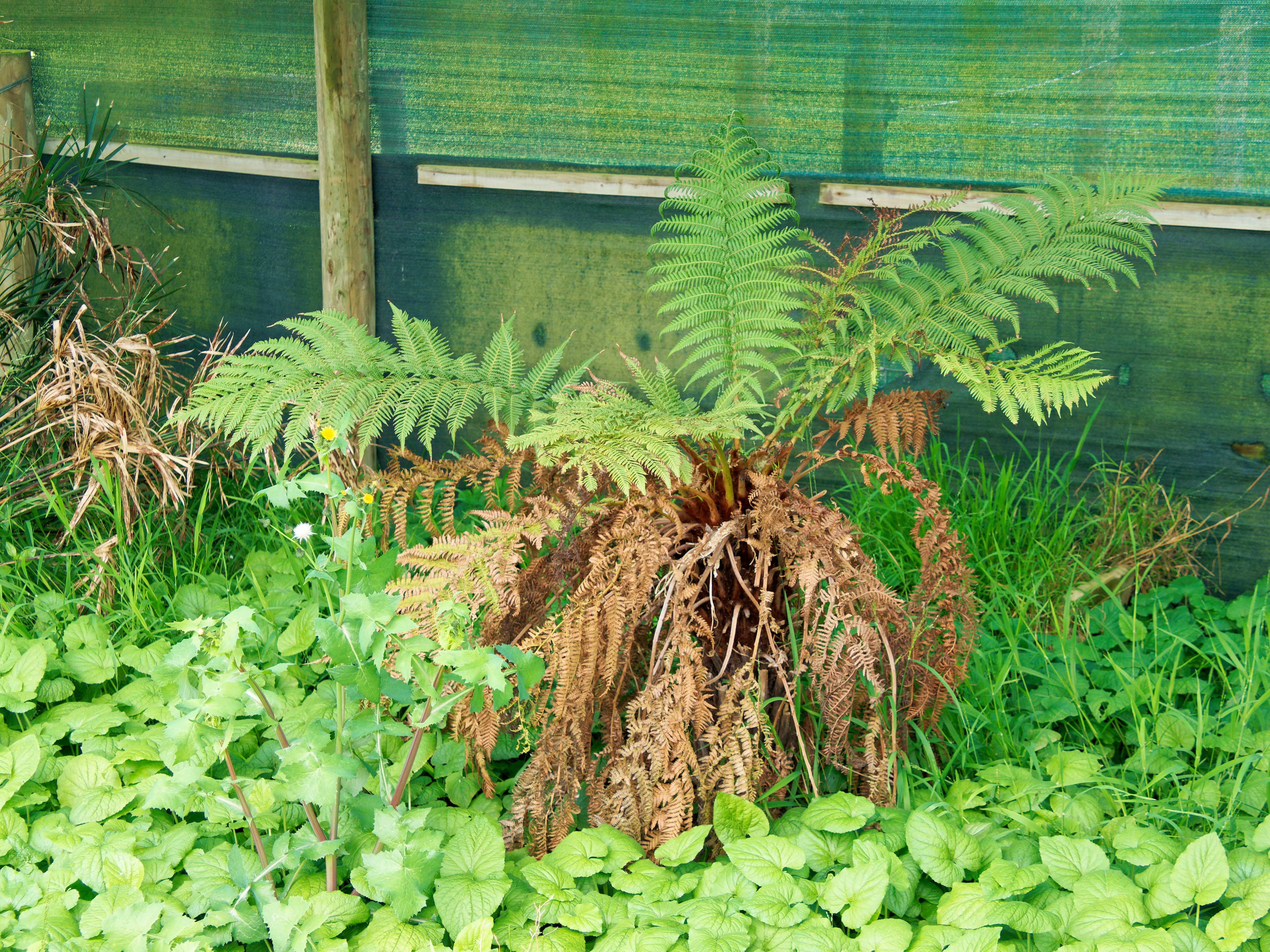 Photo Tree-fern.jpeg.  Click to redisplay small version of image. https://lemis.nyc3.digitaloceanspaces.com/grog/Photos/20251023/big/Tree-fern.jpeg