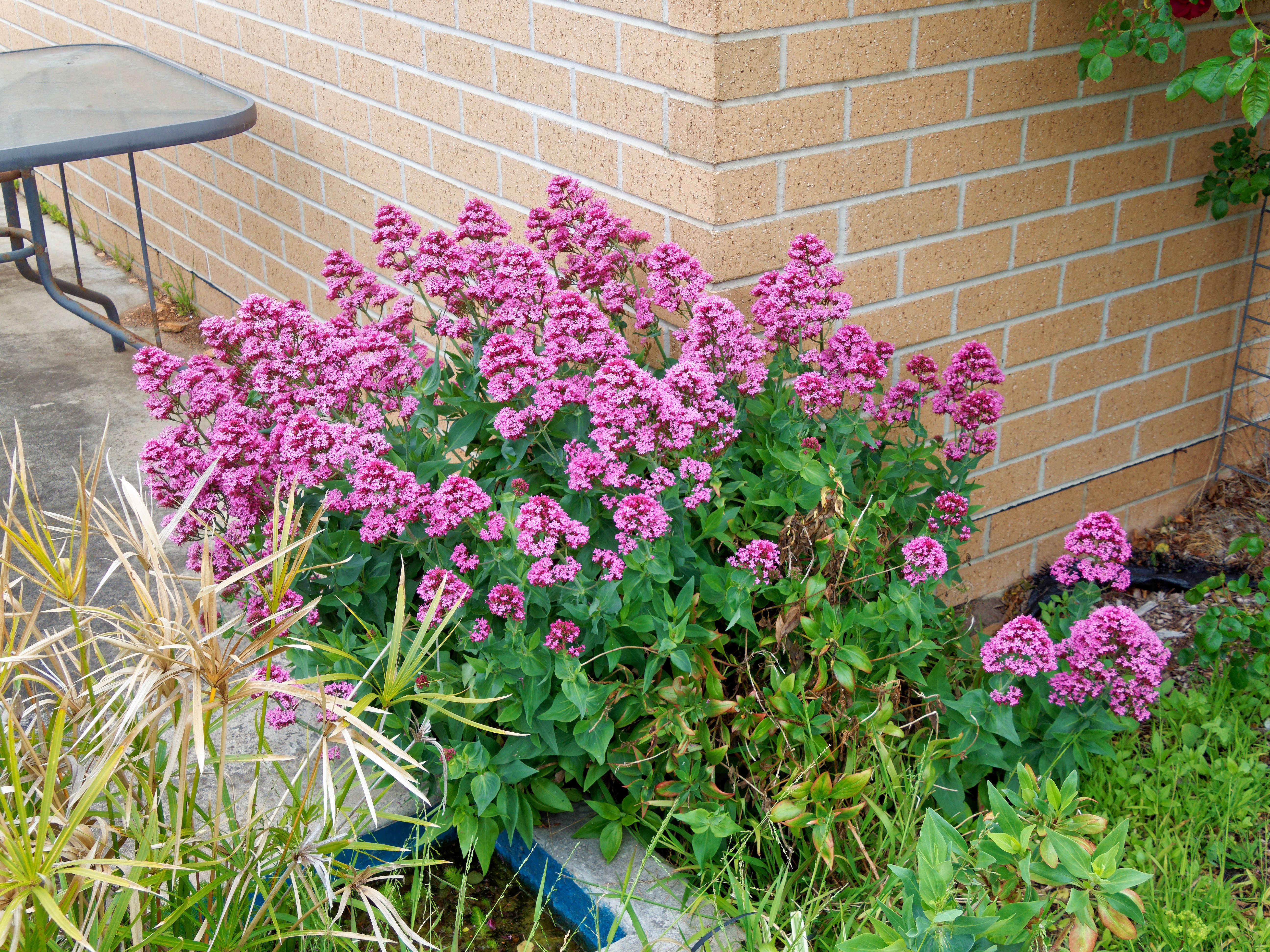 Photo Valerian.jpeg.  Click to redisplay small version of image. https://lemis.nyc3.digitaloceanspaces.com/grog/Photos/20251023/big/Valerian.jpeg