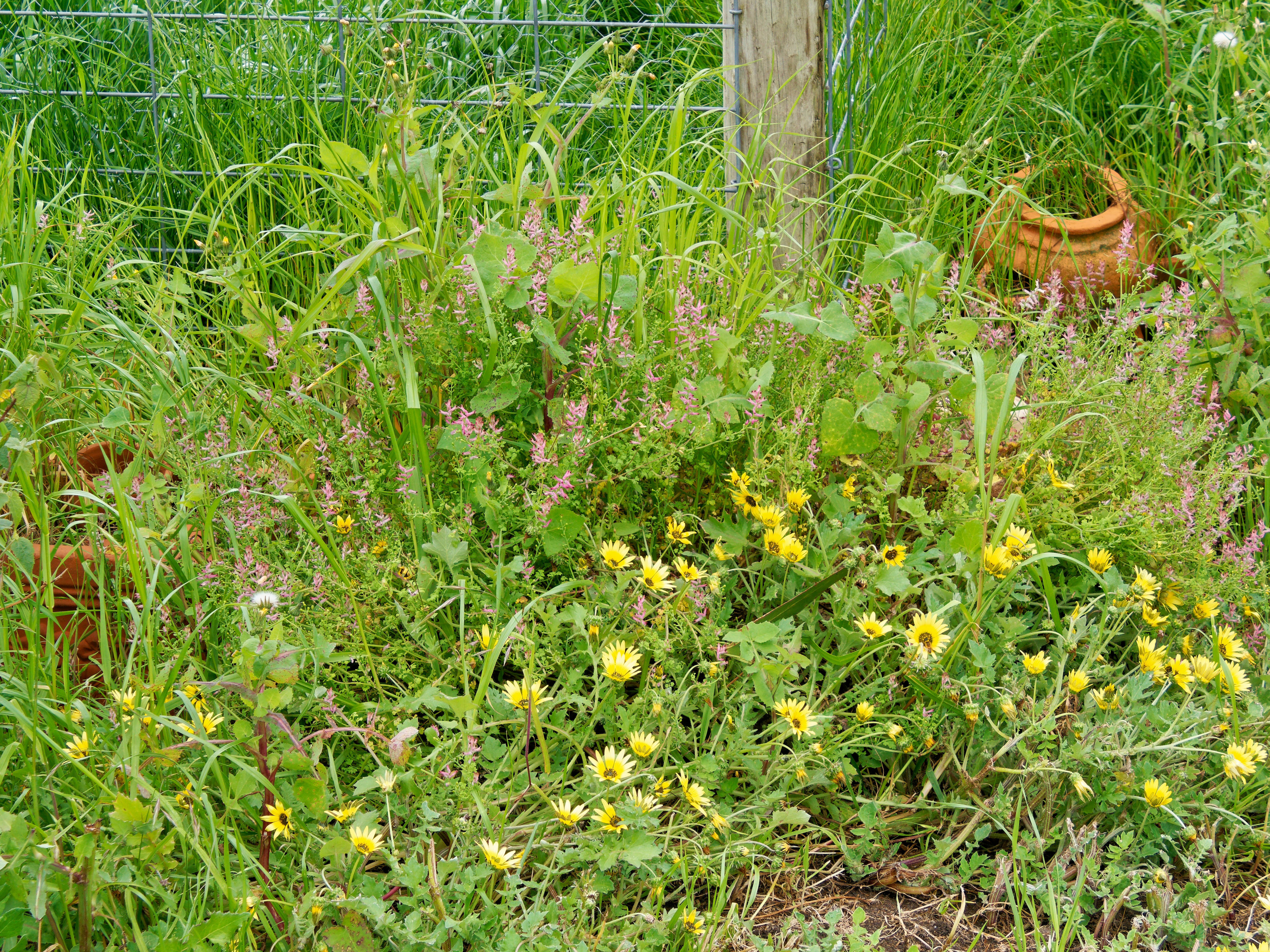 Photo Weeds-1.jpeg.  Click to redisplay small version of image. https://lemis.nyc3.digitaloceanspaces.com/grog/Photos/20251023/big/Weeds-1.jpeg